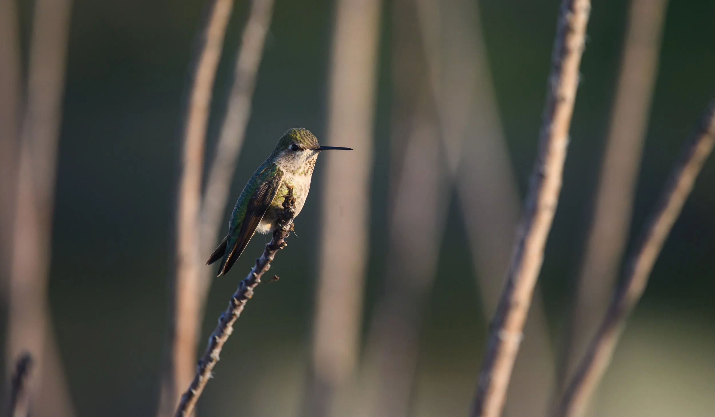 anna's hummongbird 13.jpg