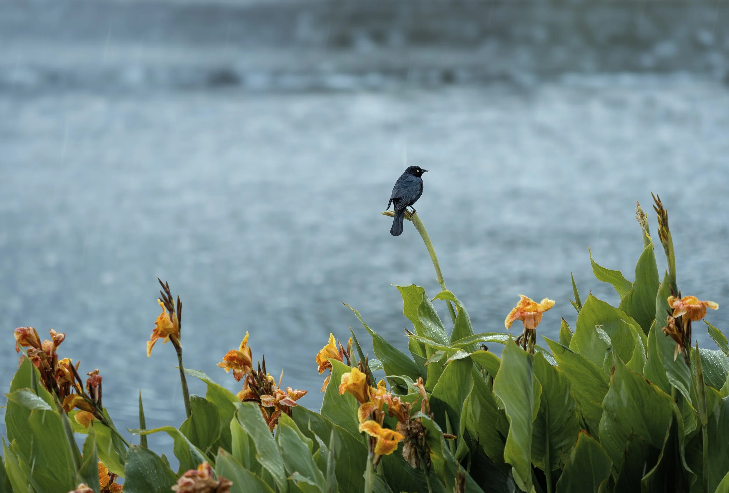 blackbird rainy.jpg