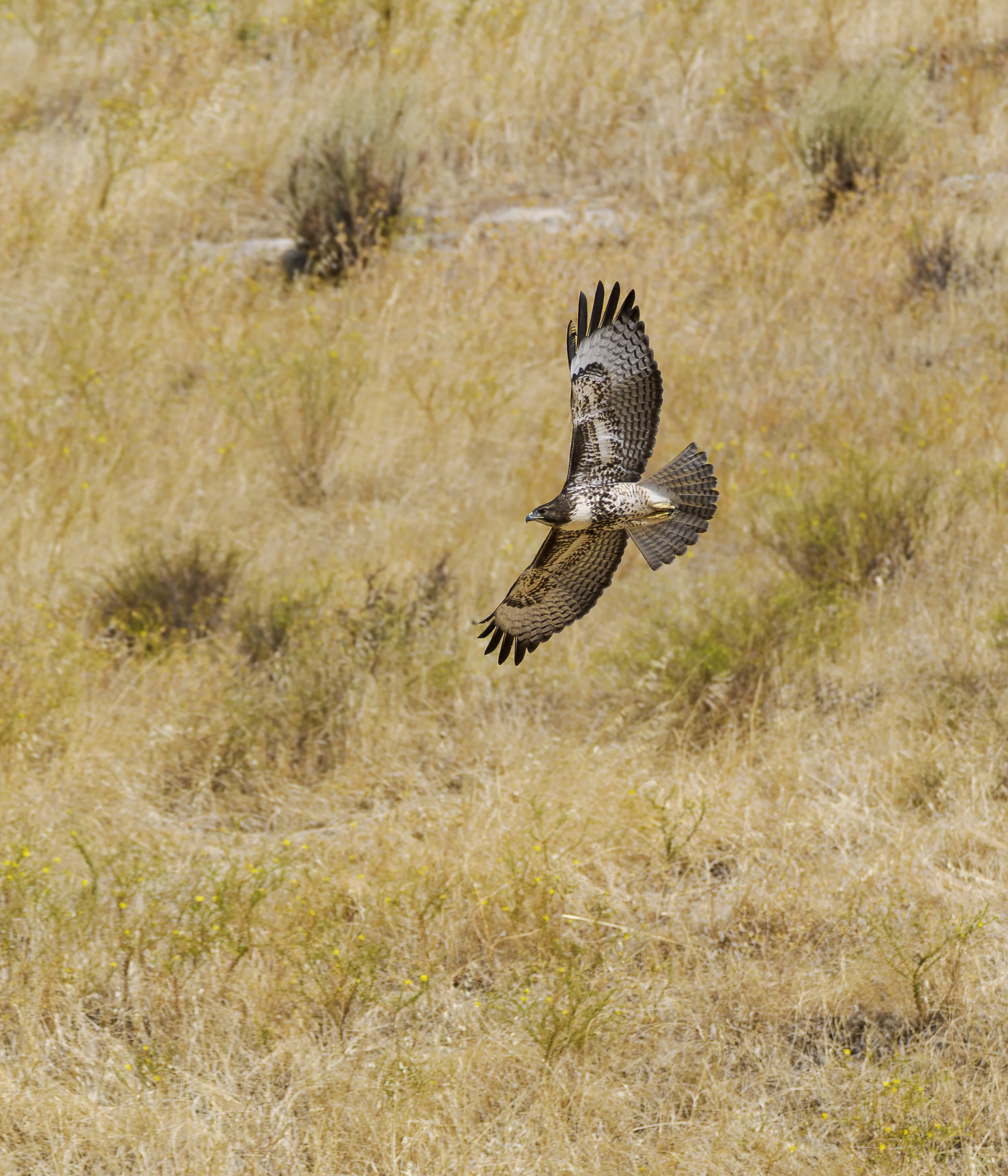 red tailed hawk banking 3.jpg