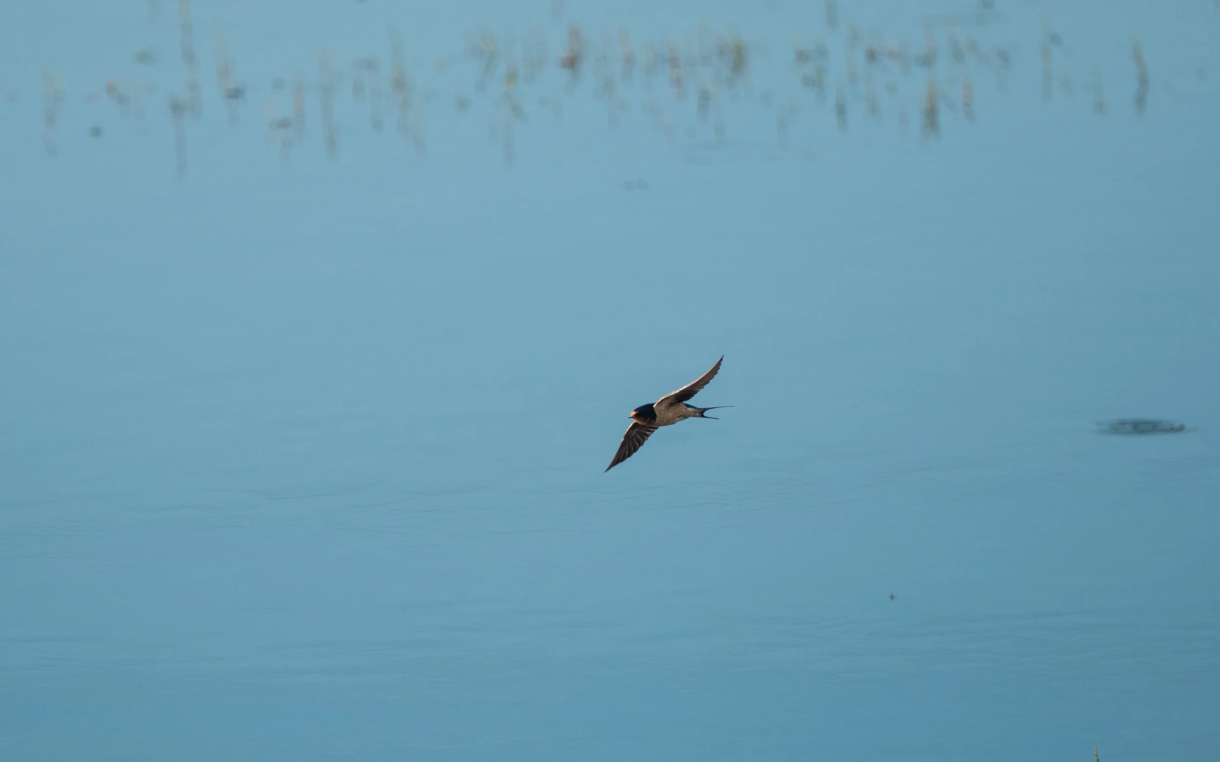 barn swallow 2.jpg