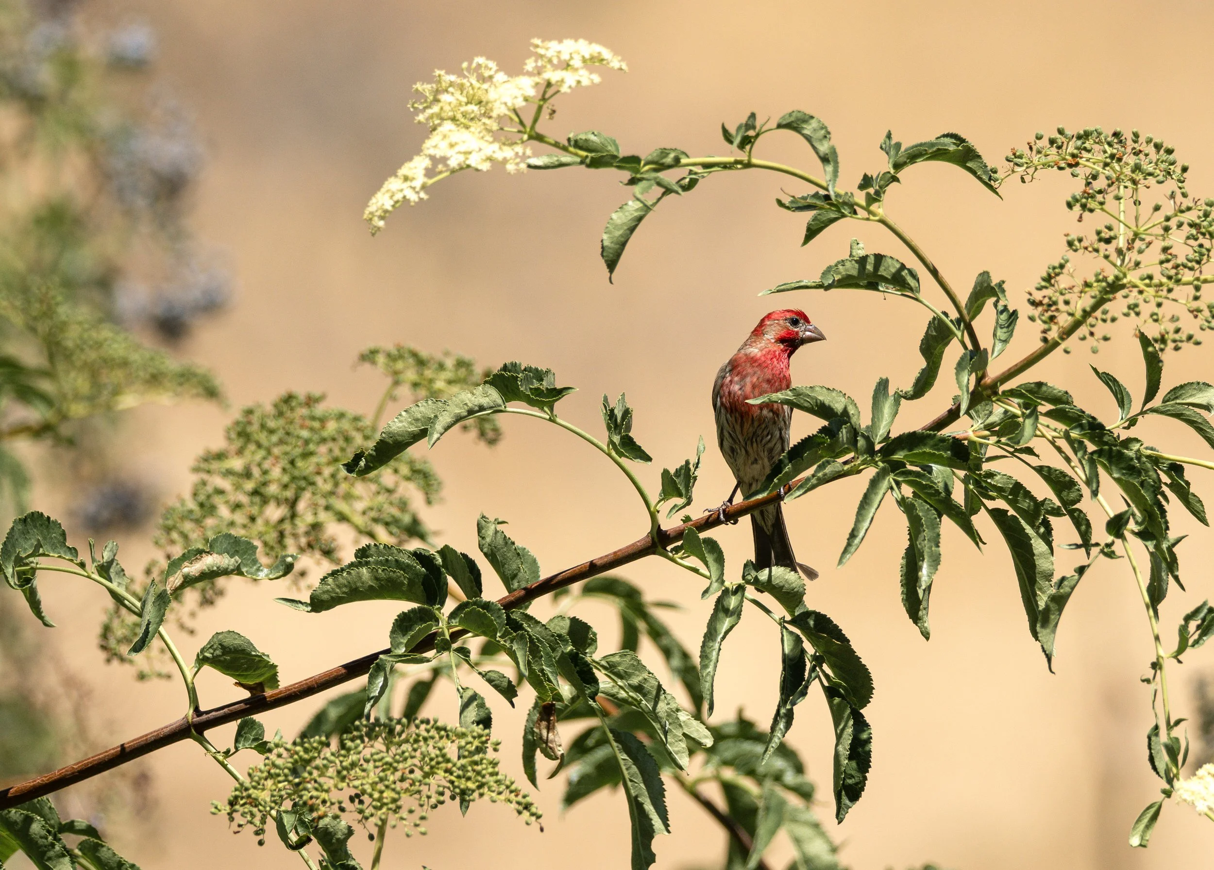 house finch 6.jpg