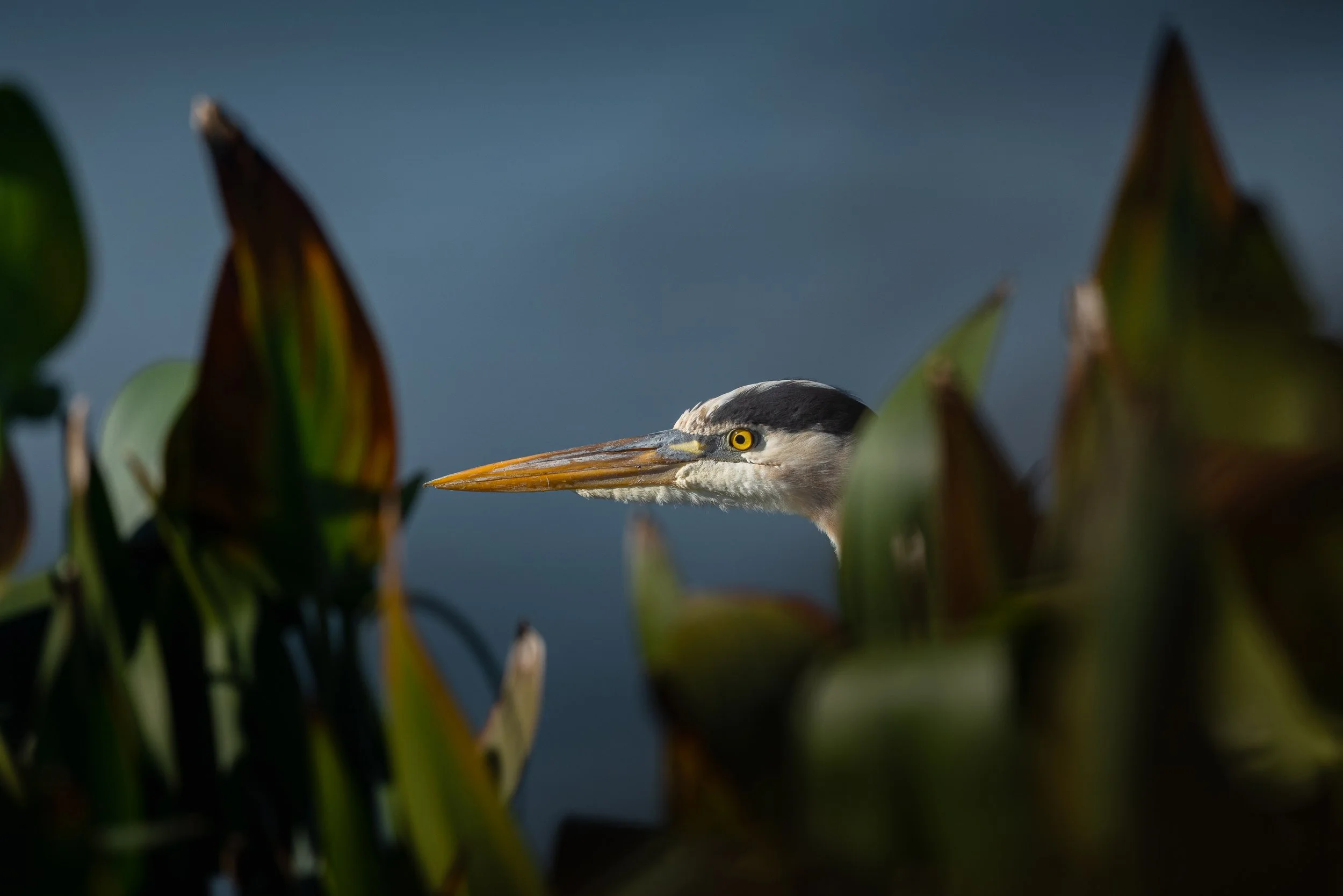 DSC_3682.jpg