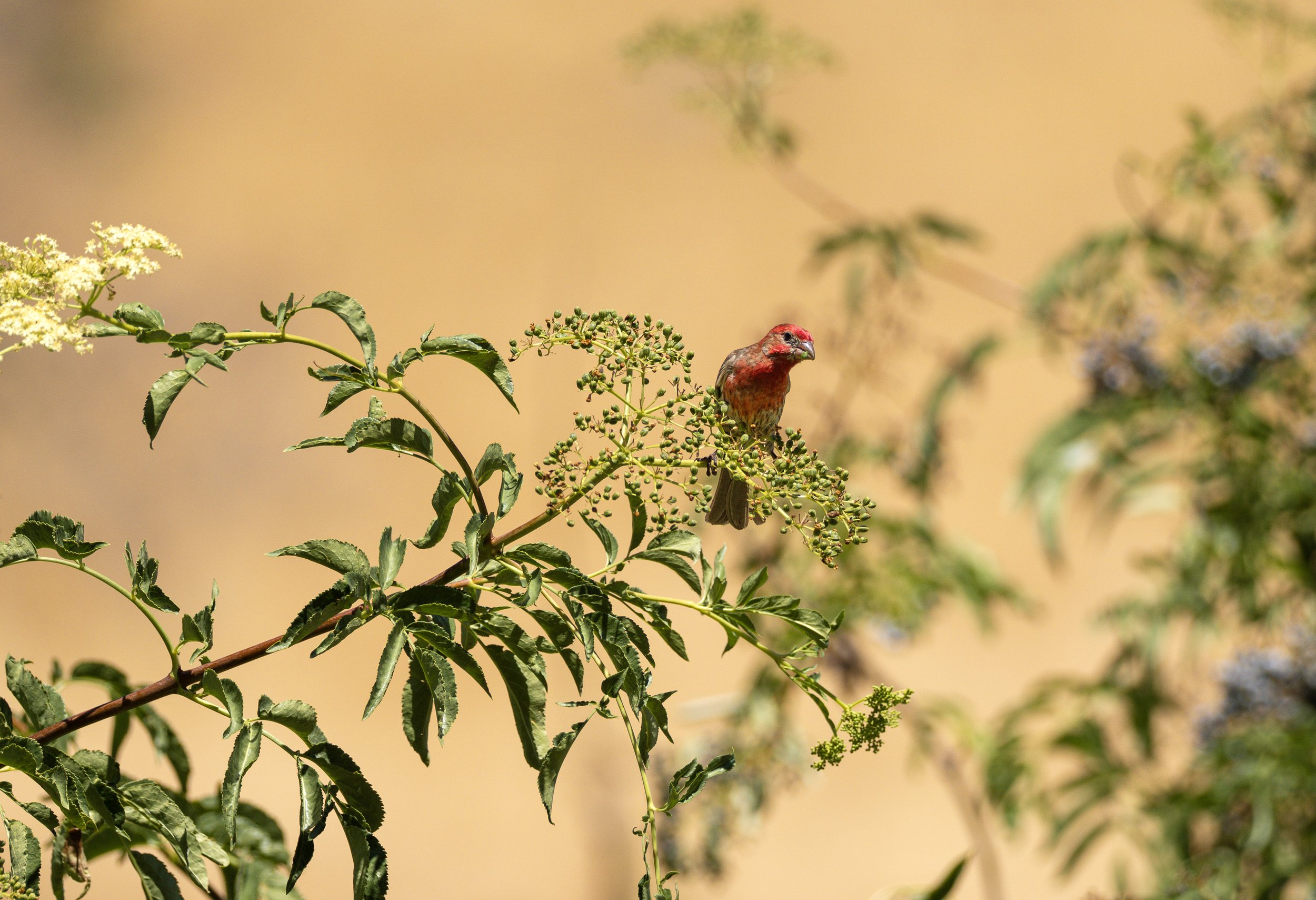 house finch 7.jpg