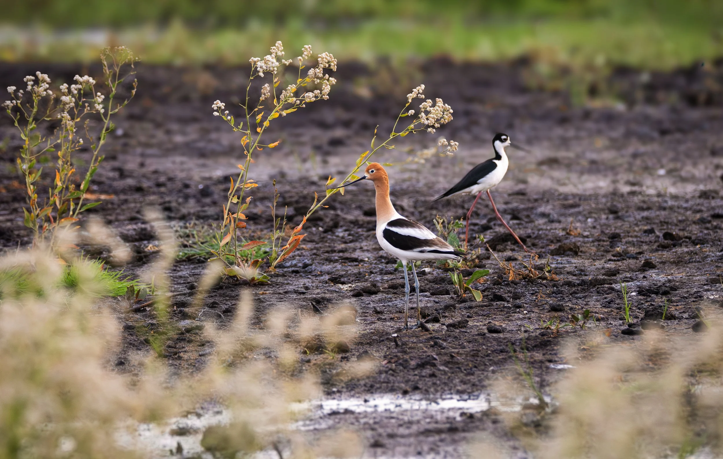 avocet 11.jpg