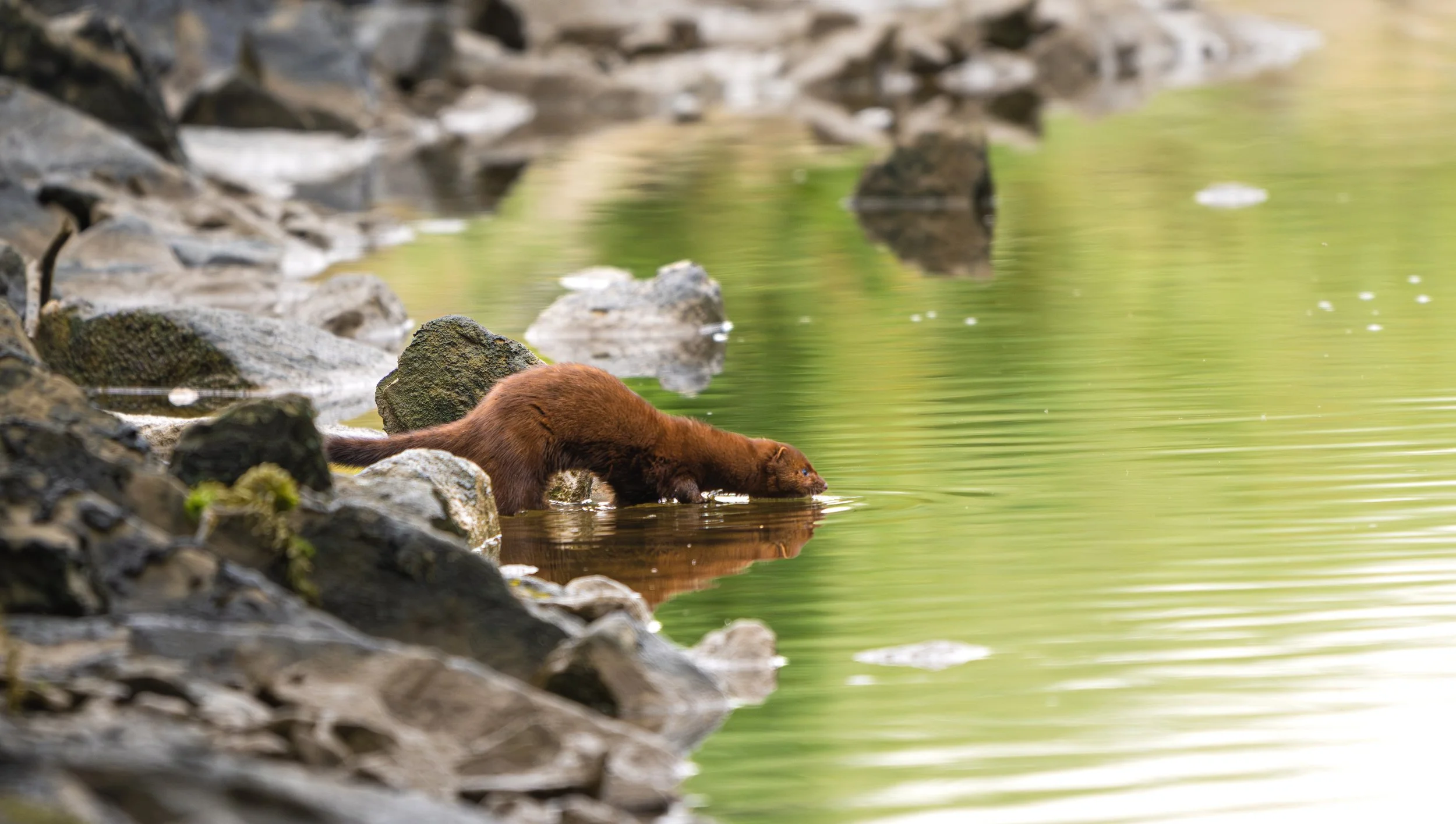 river otter 4.jpg