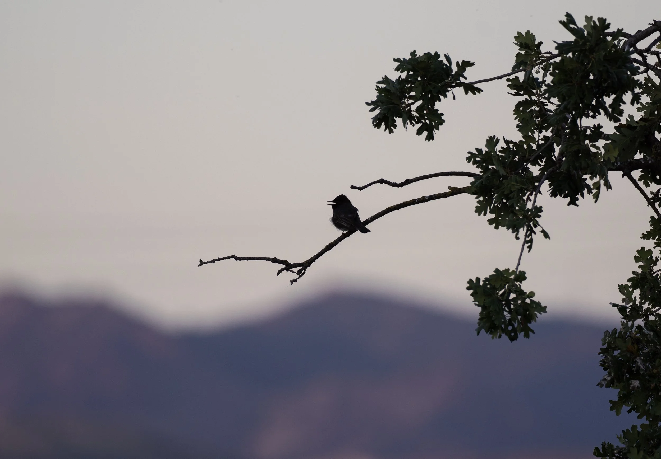 sunset bords 3.jpg