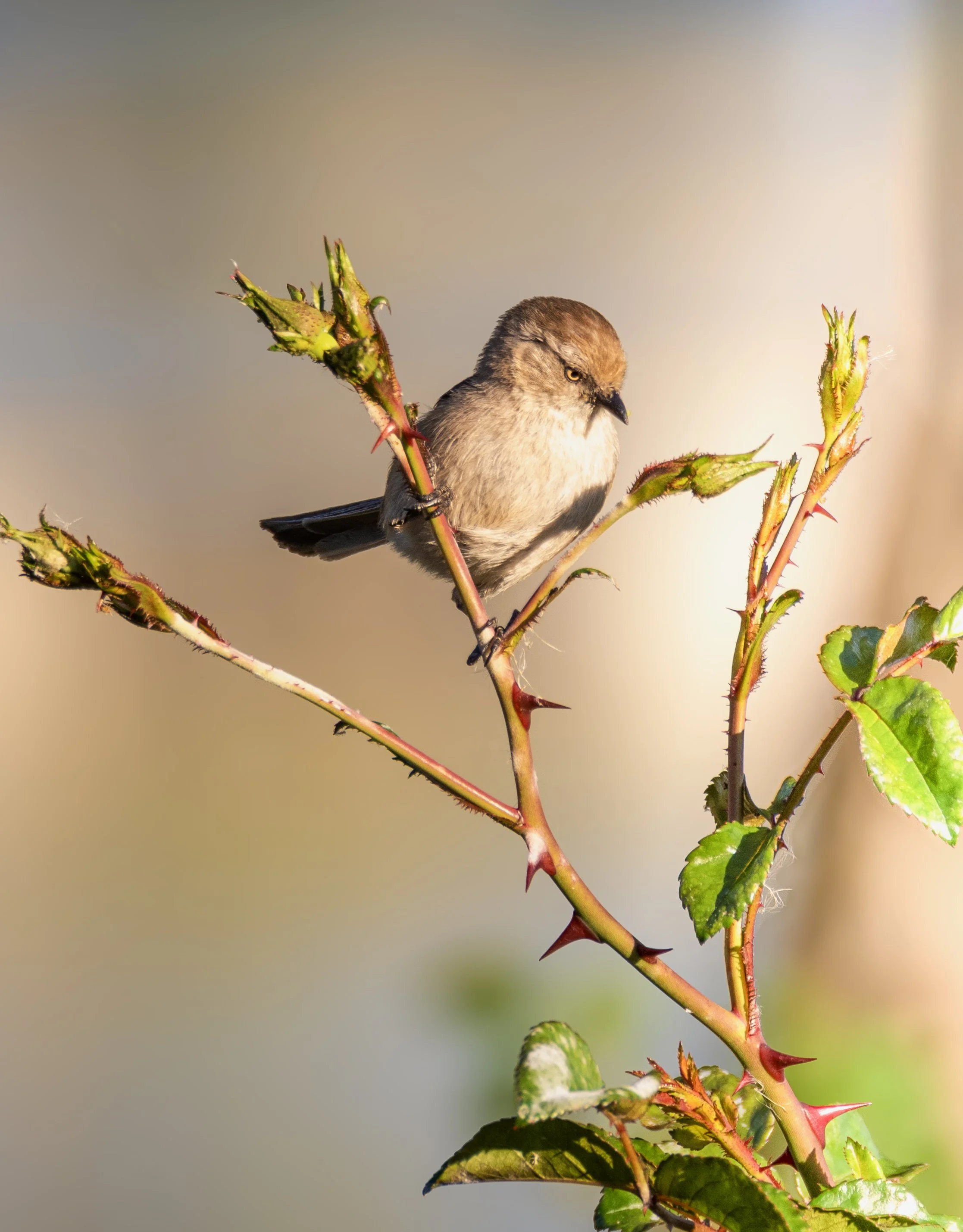 bushtit 6.jpg