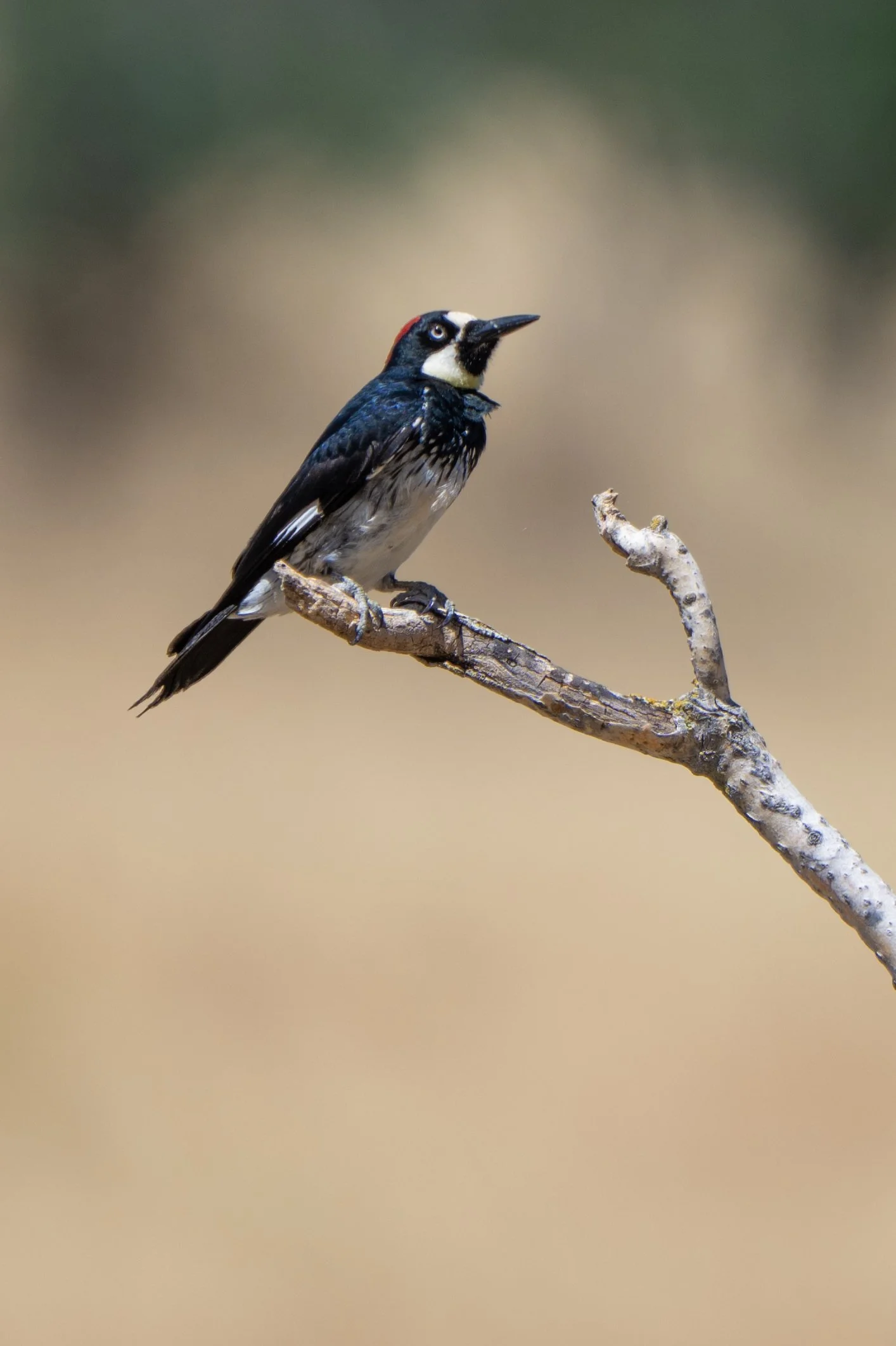 acorn woodpecker.jpg