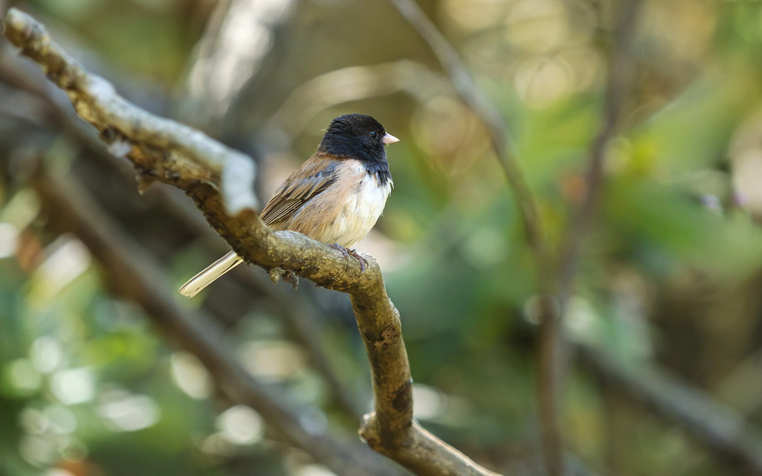 dark eyed junco 1.jpg