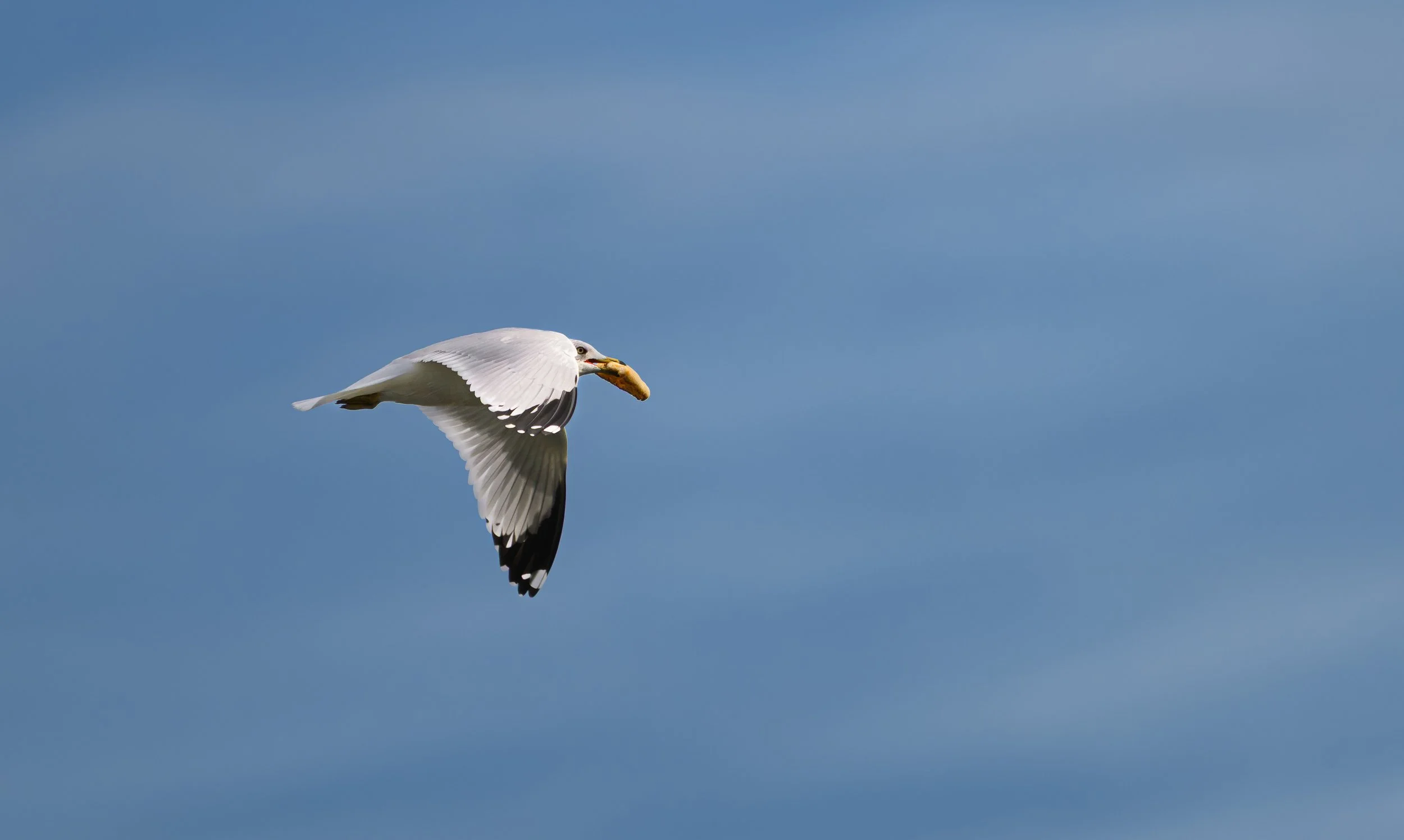 NZ8_9481.jpg
