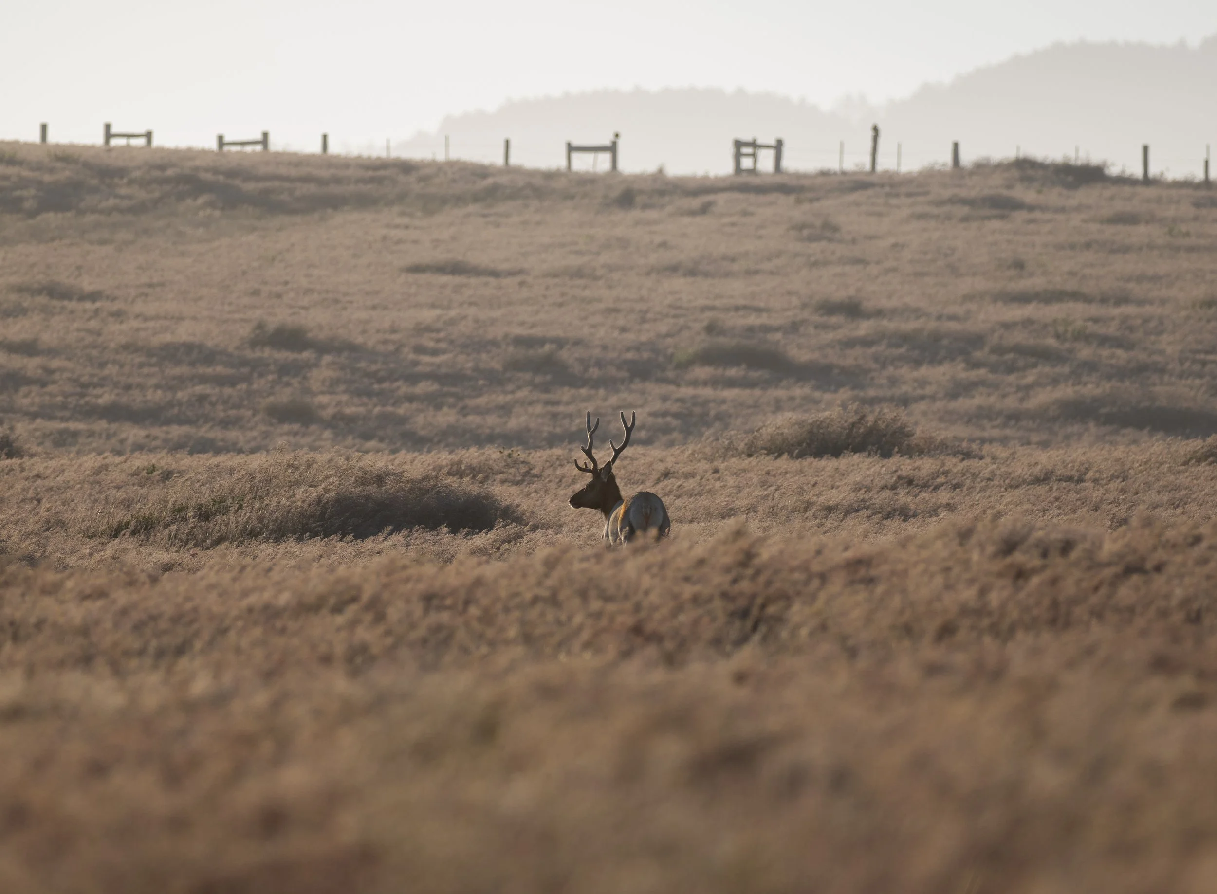 deer 3.jpg