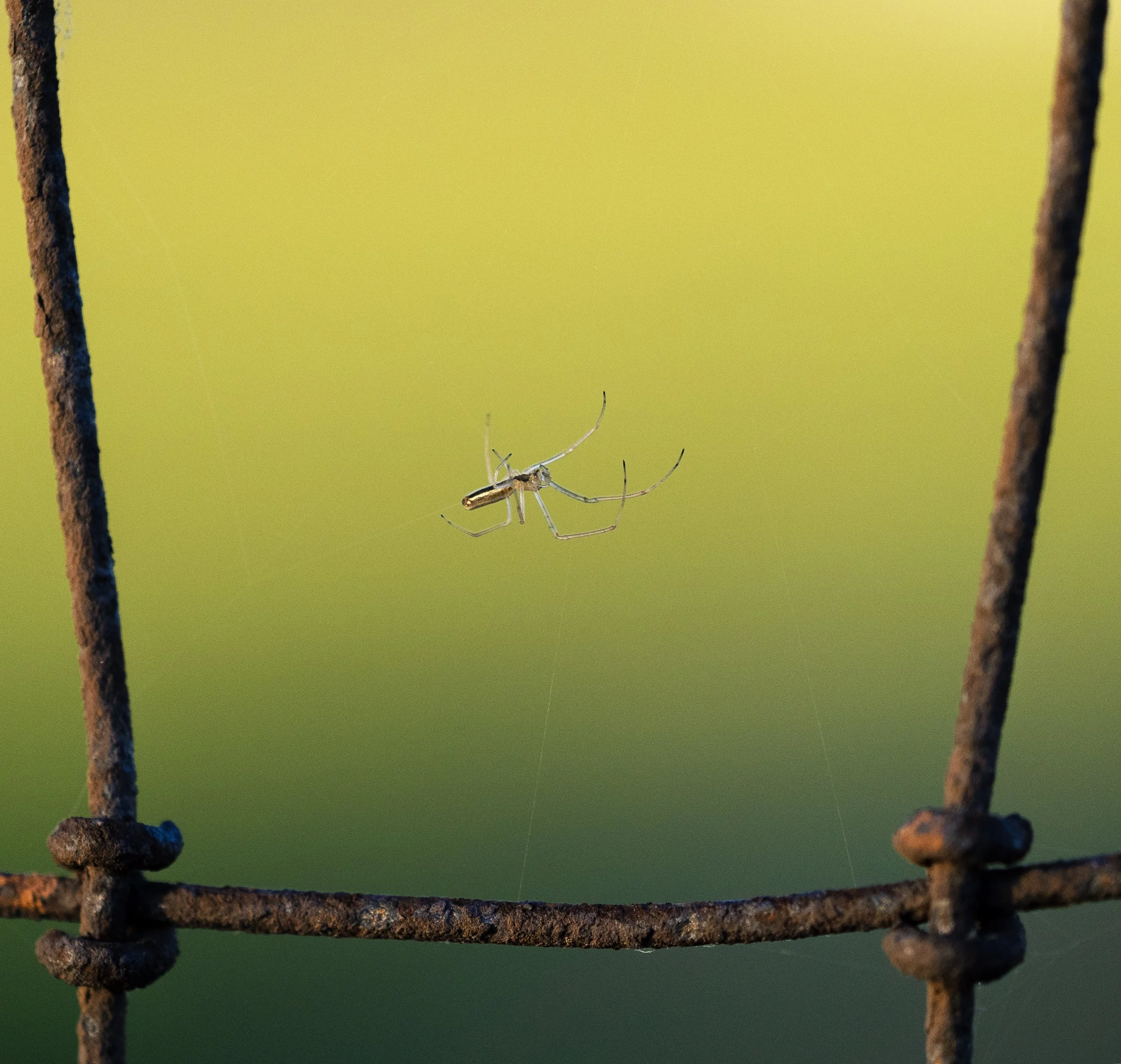 spider.jpg