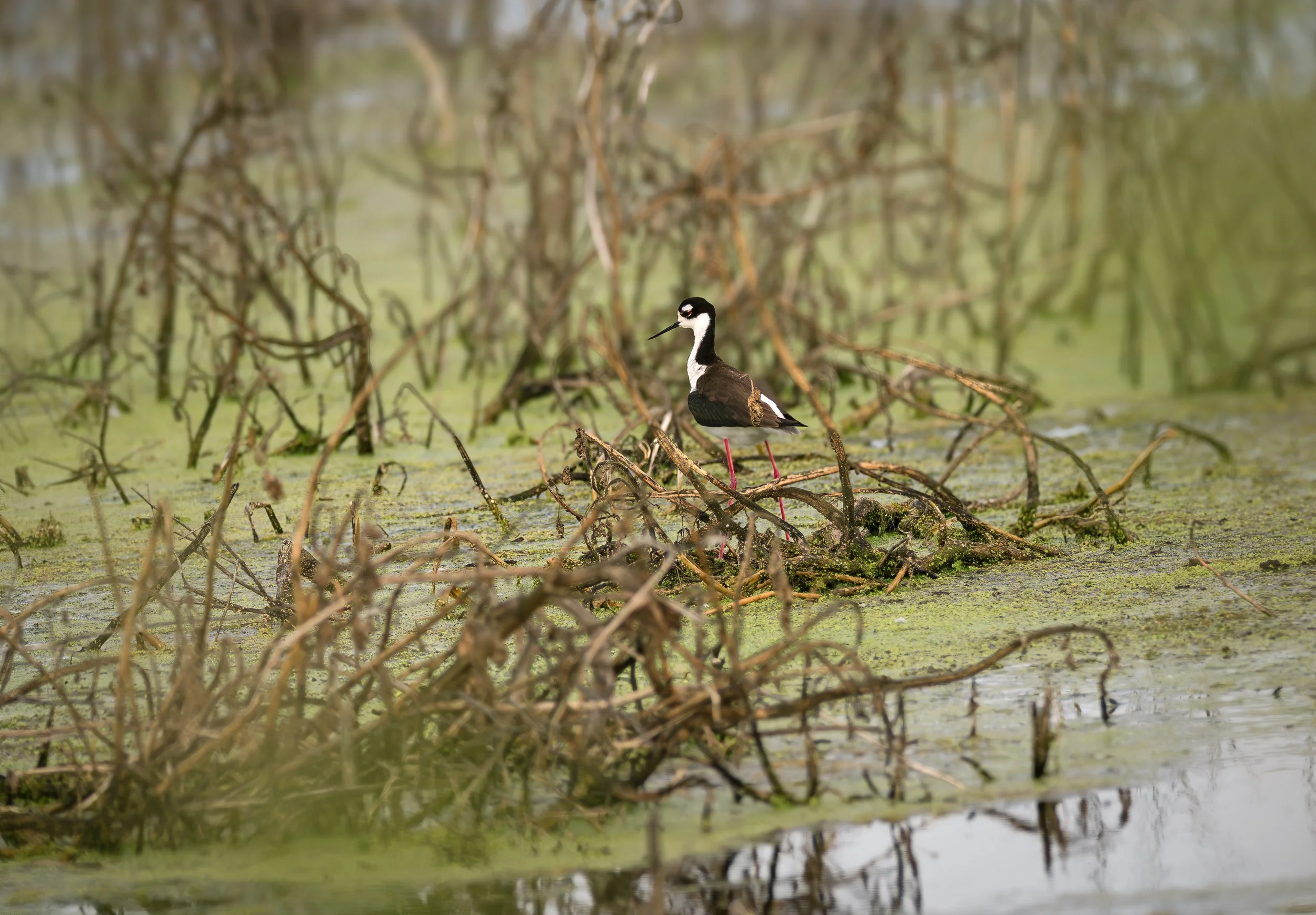 black necked stilt.jpg