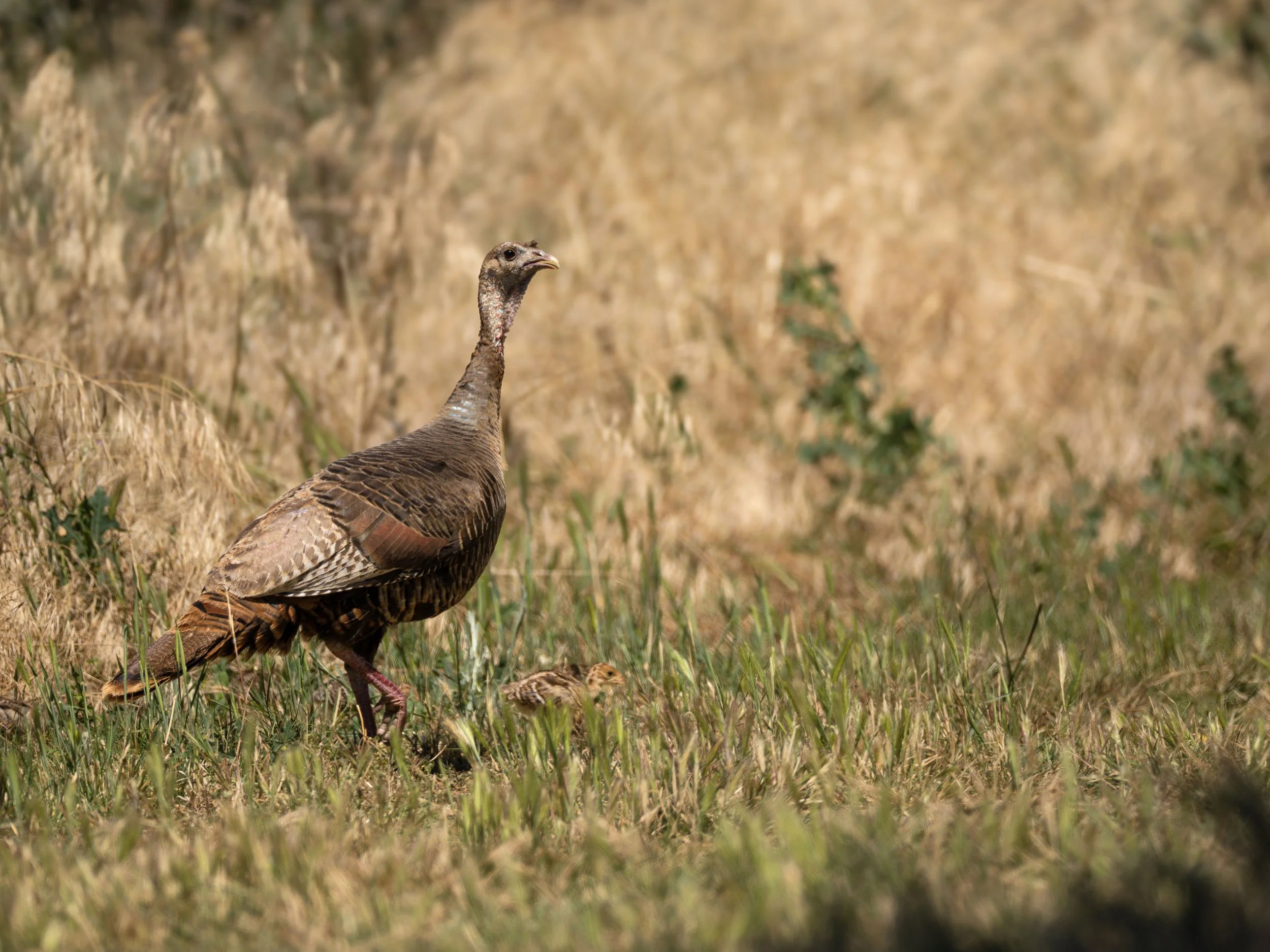 wild turkey.jpg