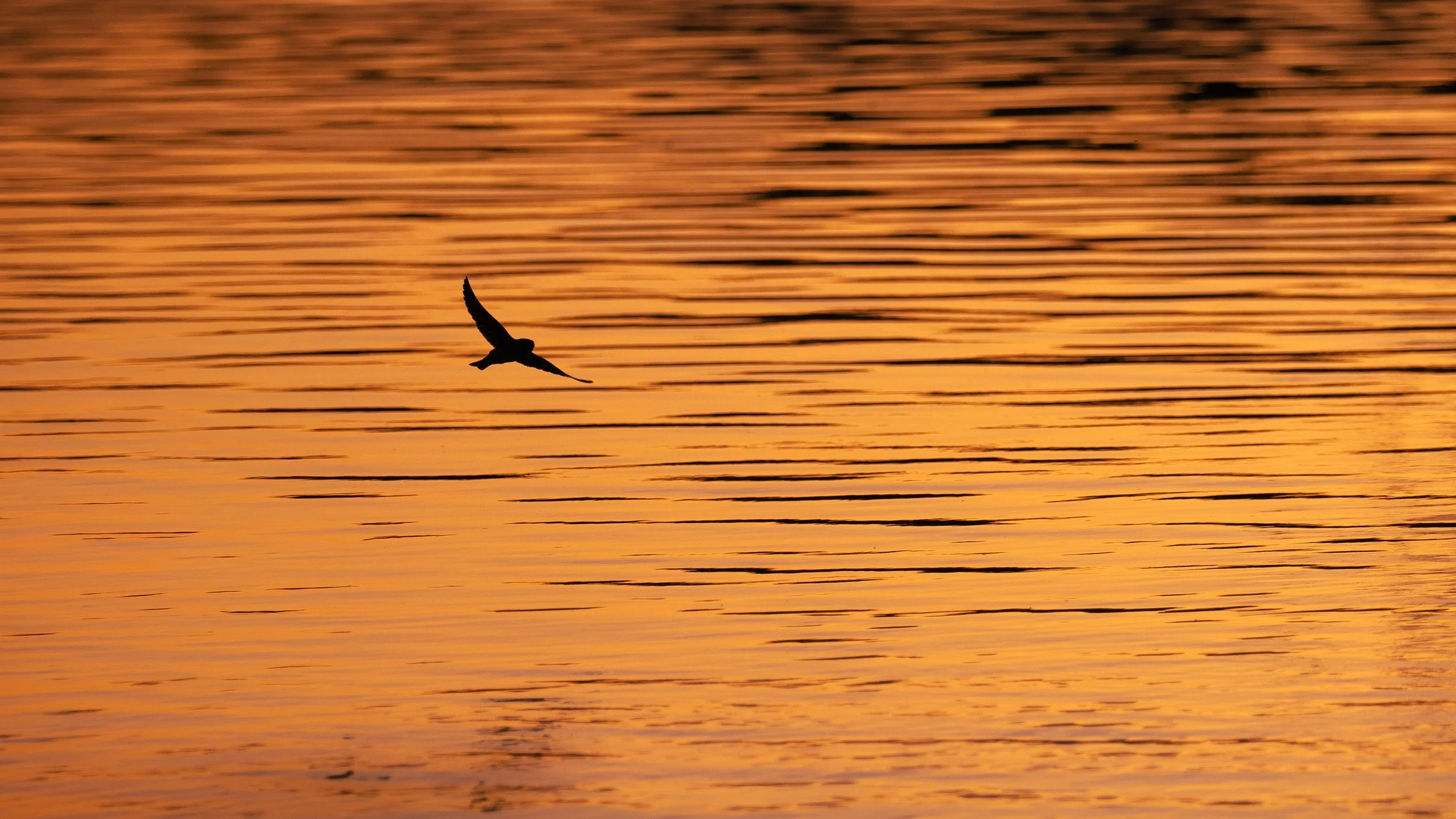 sunset birds 3.jpg