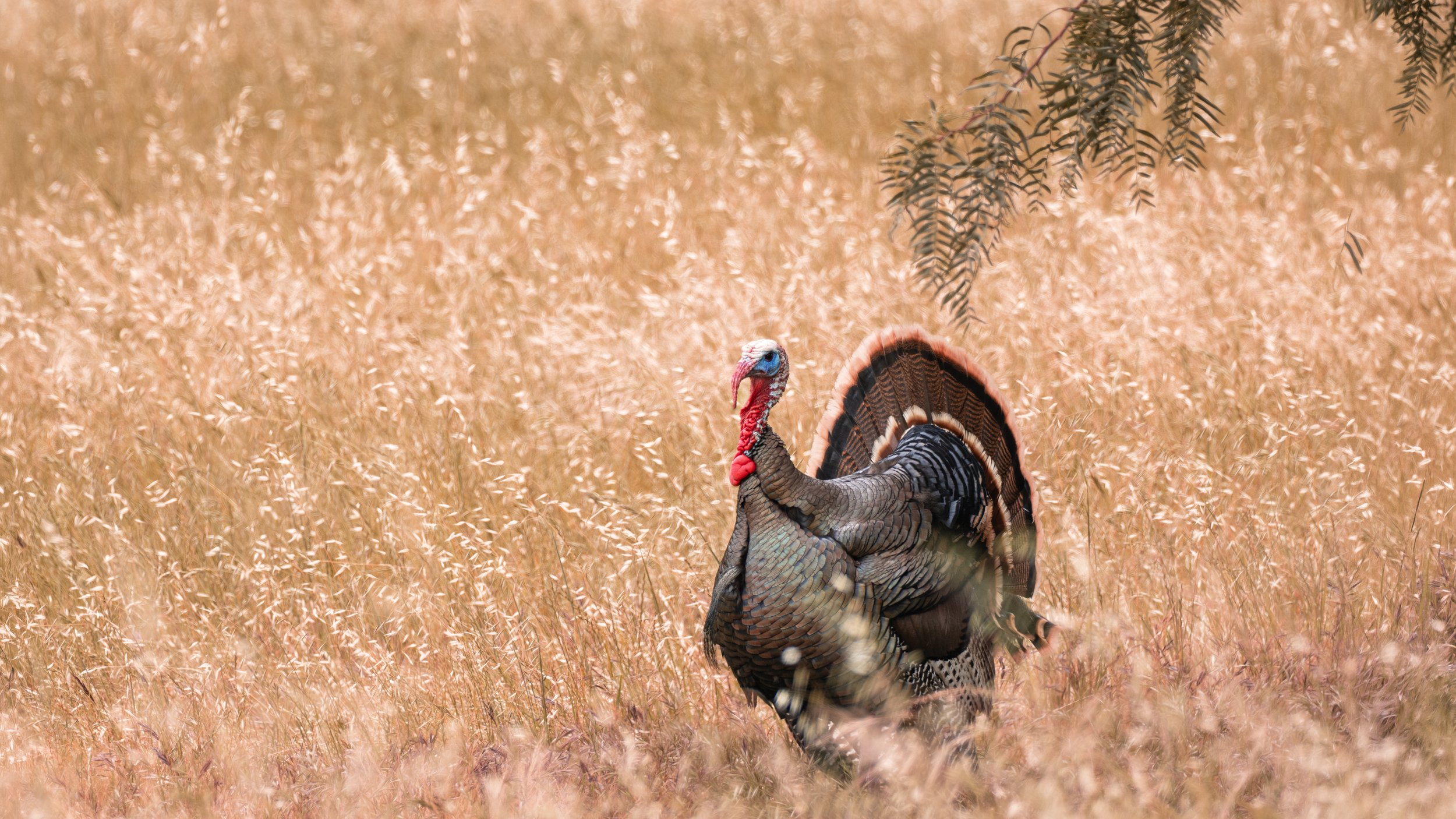 wild turkey 5.jpg