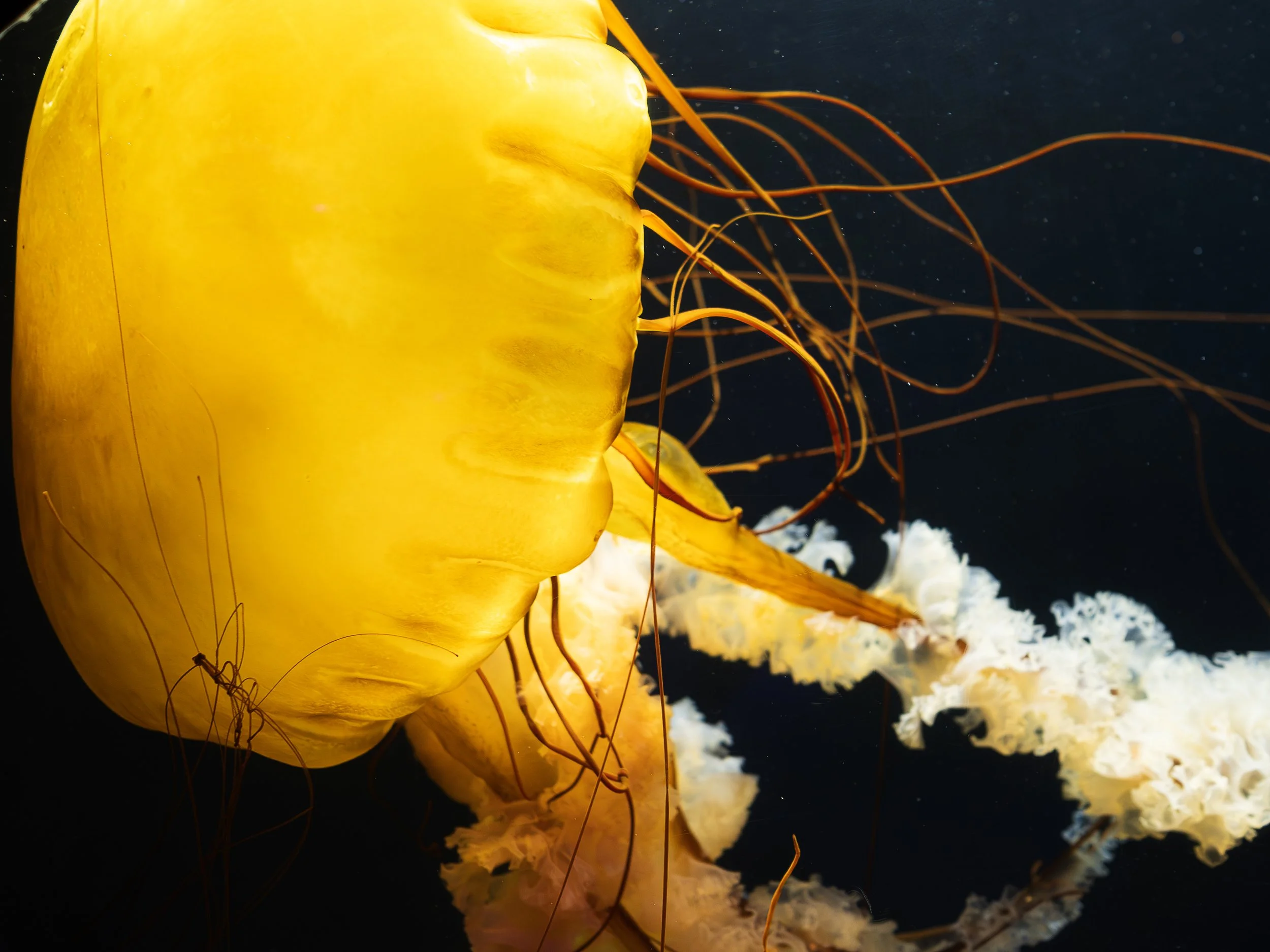 jellyfish.jpg