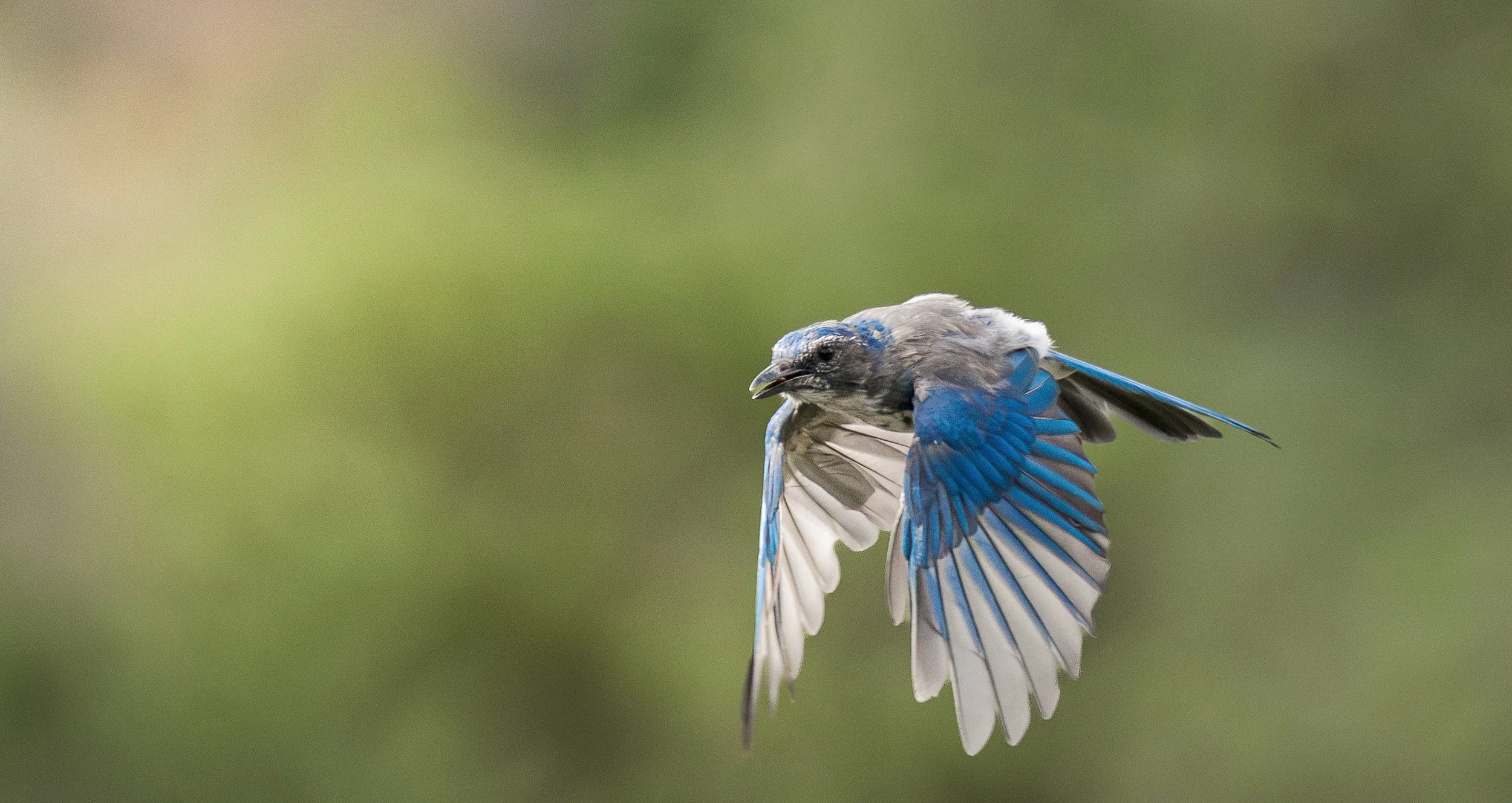 blue jay 5.jpg