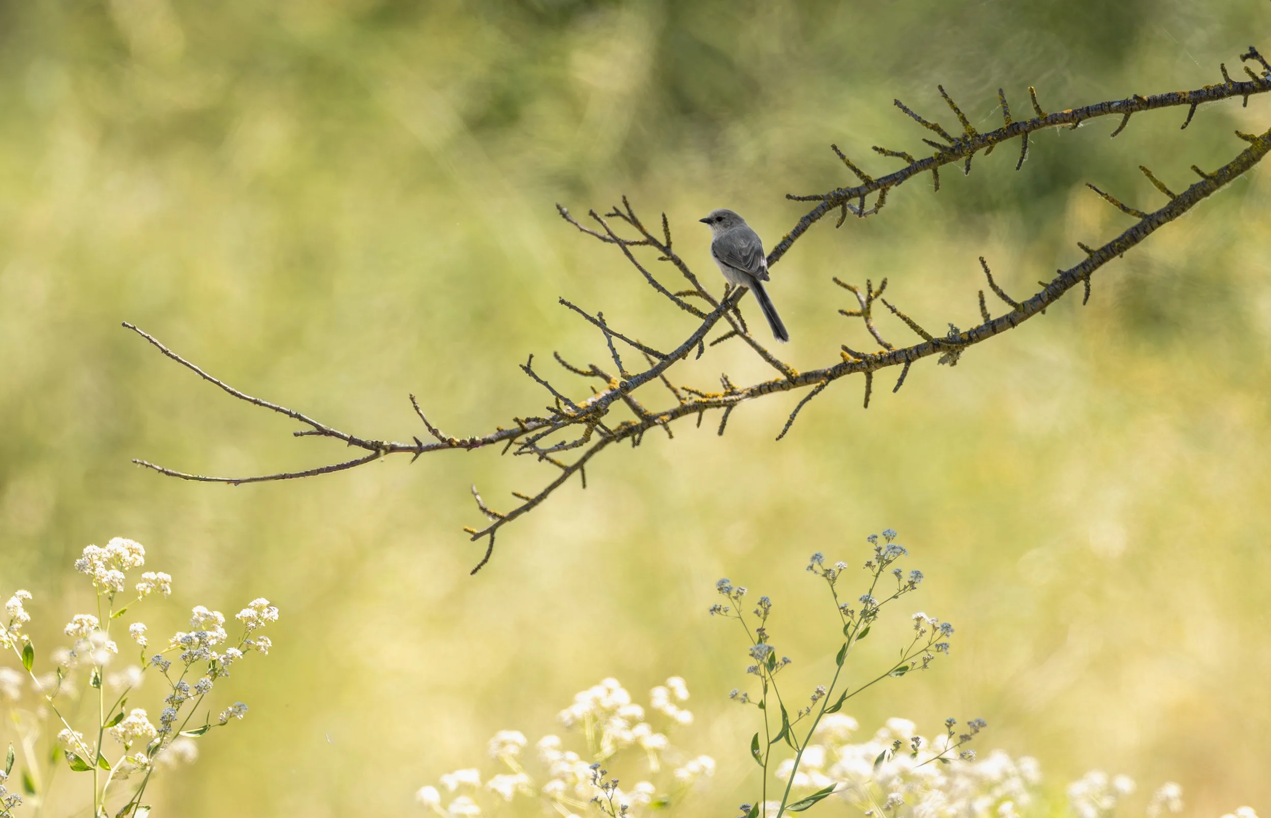 bushtit 1.jpg