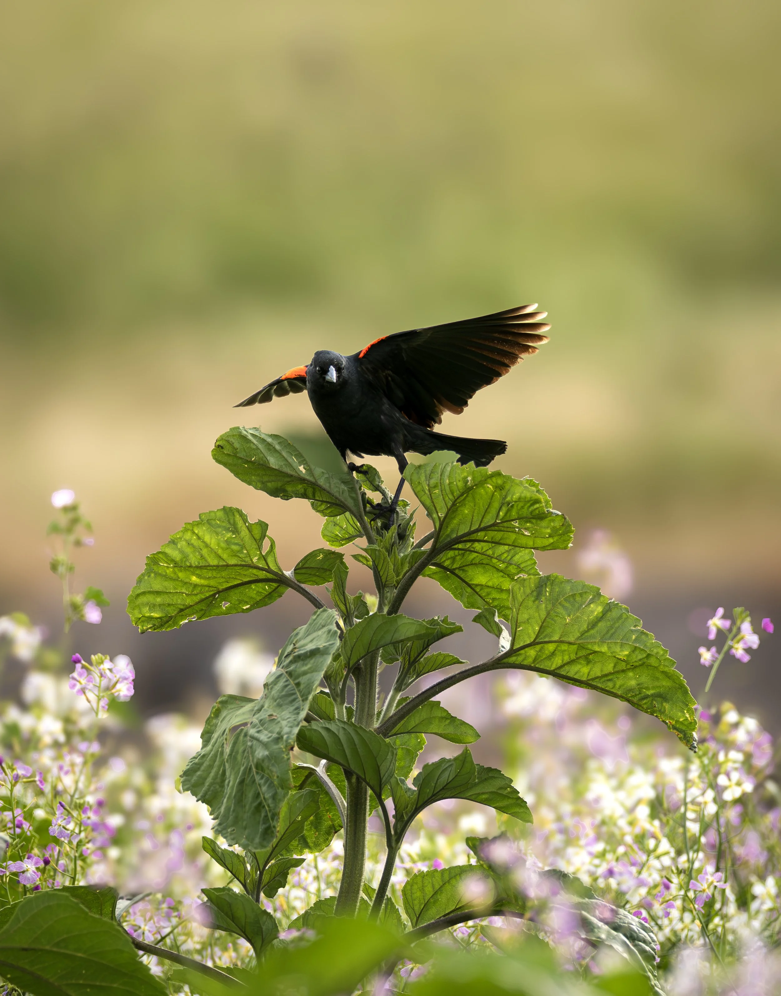 red shoulder blackbird 3.jpg