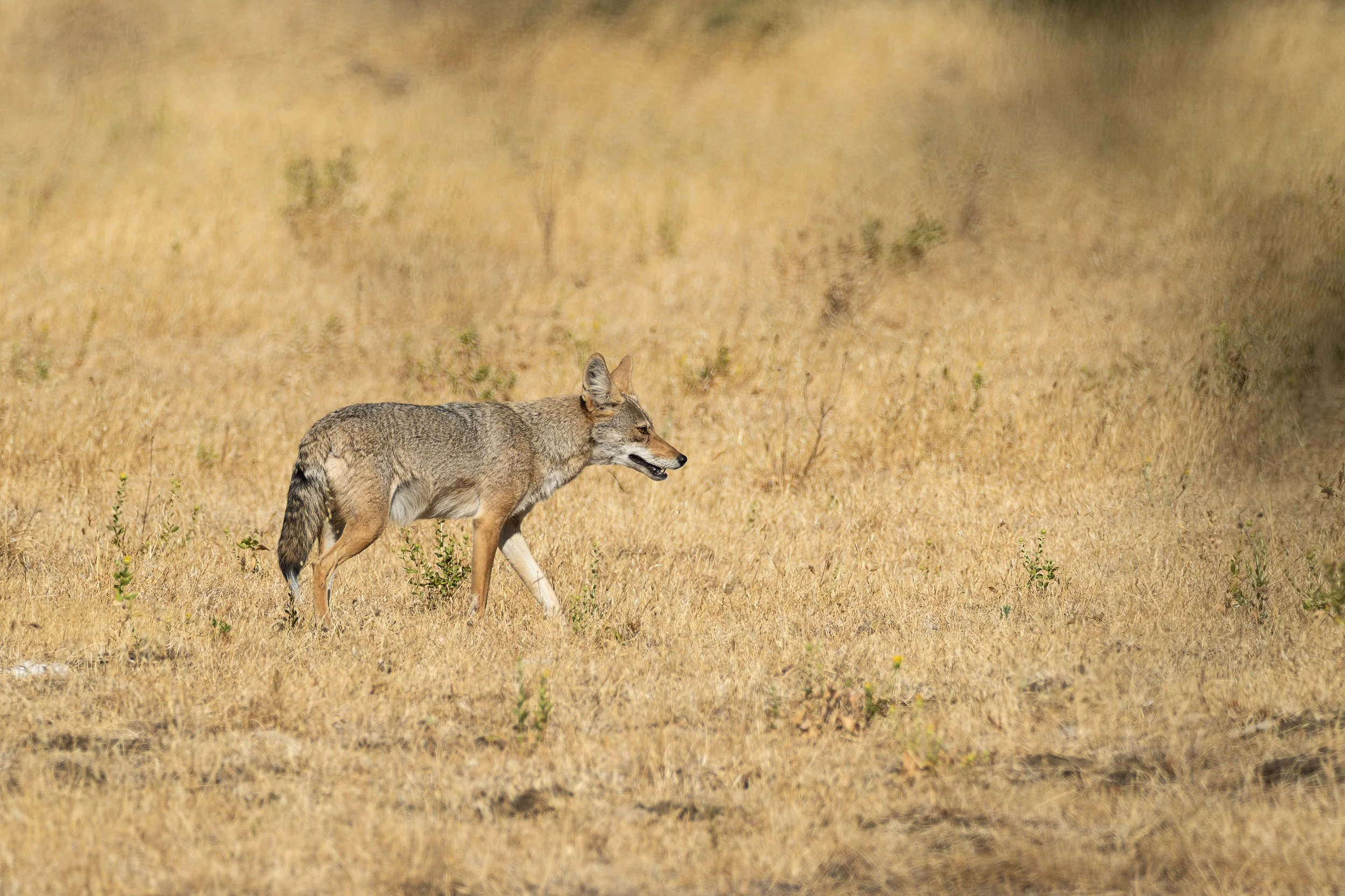 coyote sun side.jpg