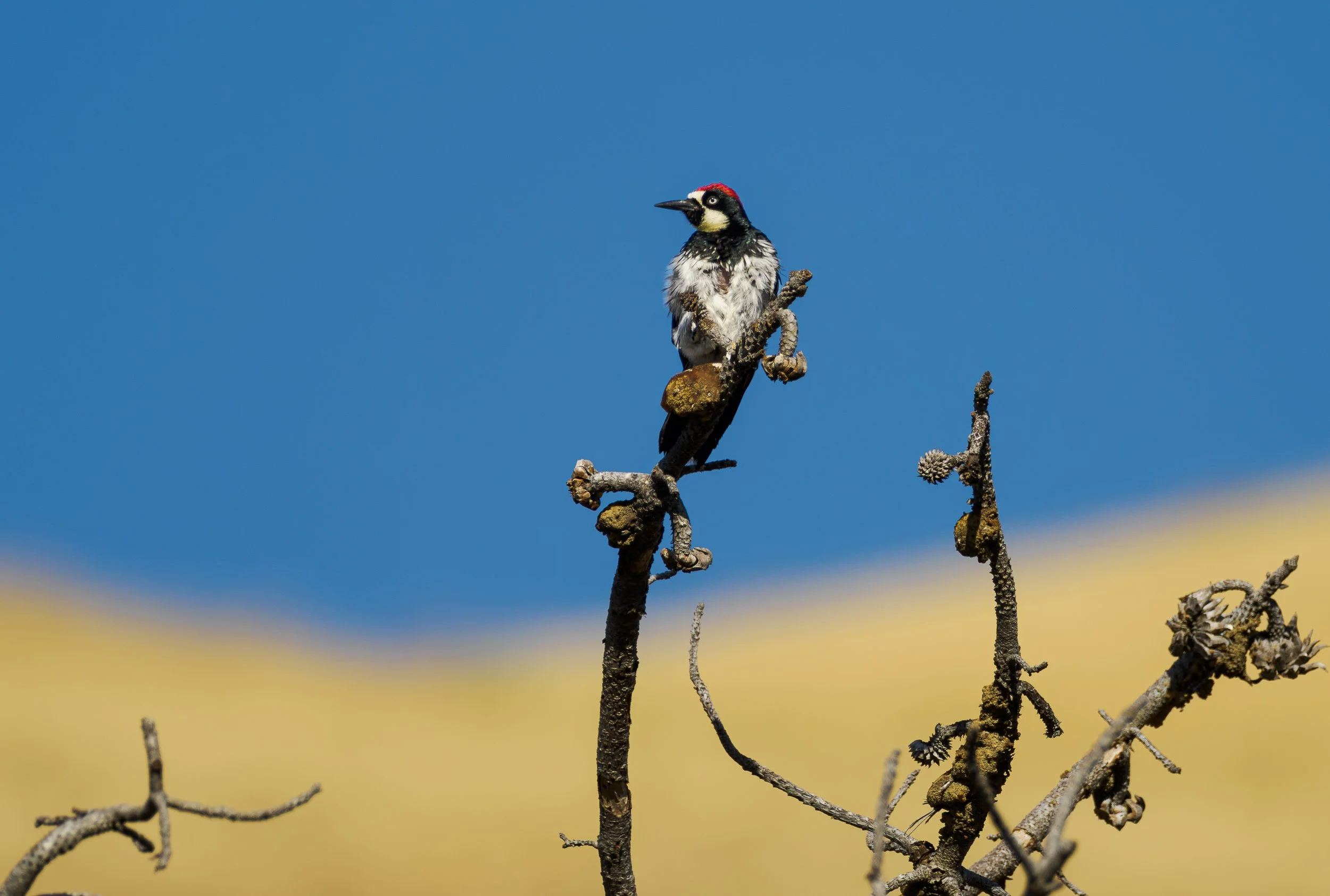 acorn woodpecker 10.jpg