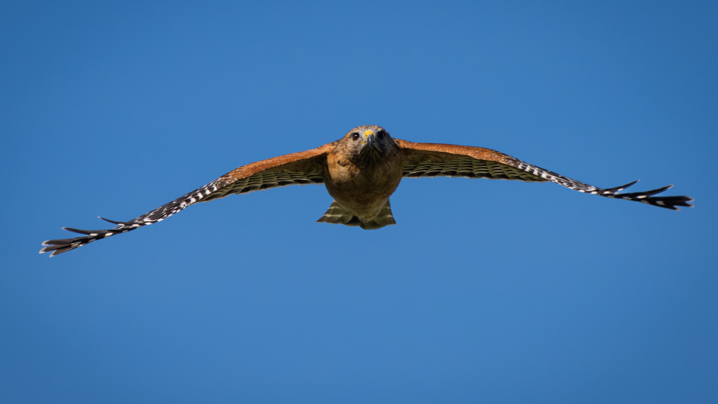 red shoulder hawk 3.jpg