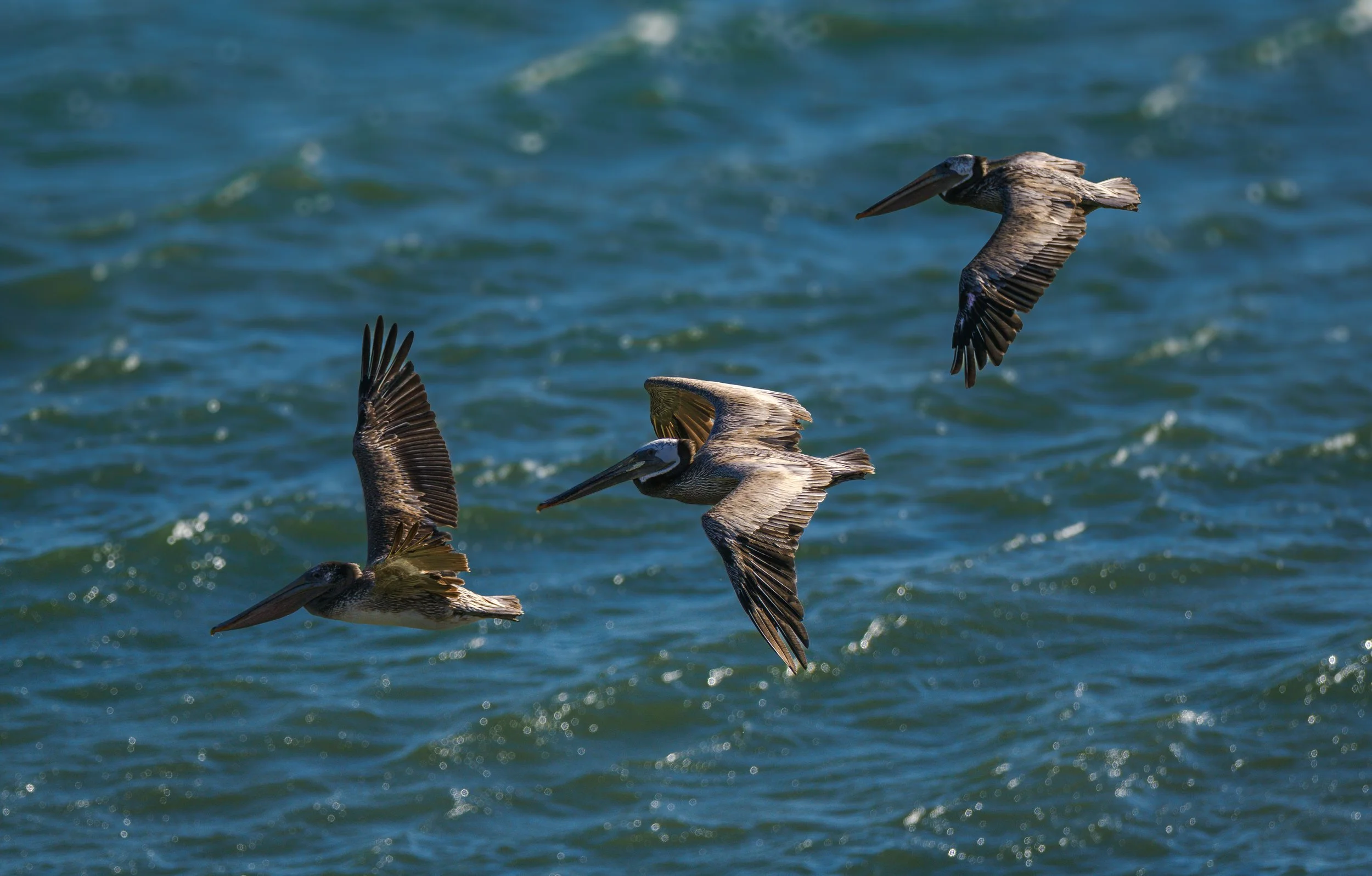 brown pelican 4.jpg