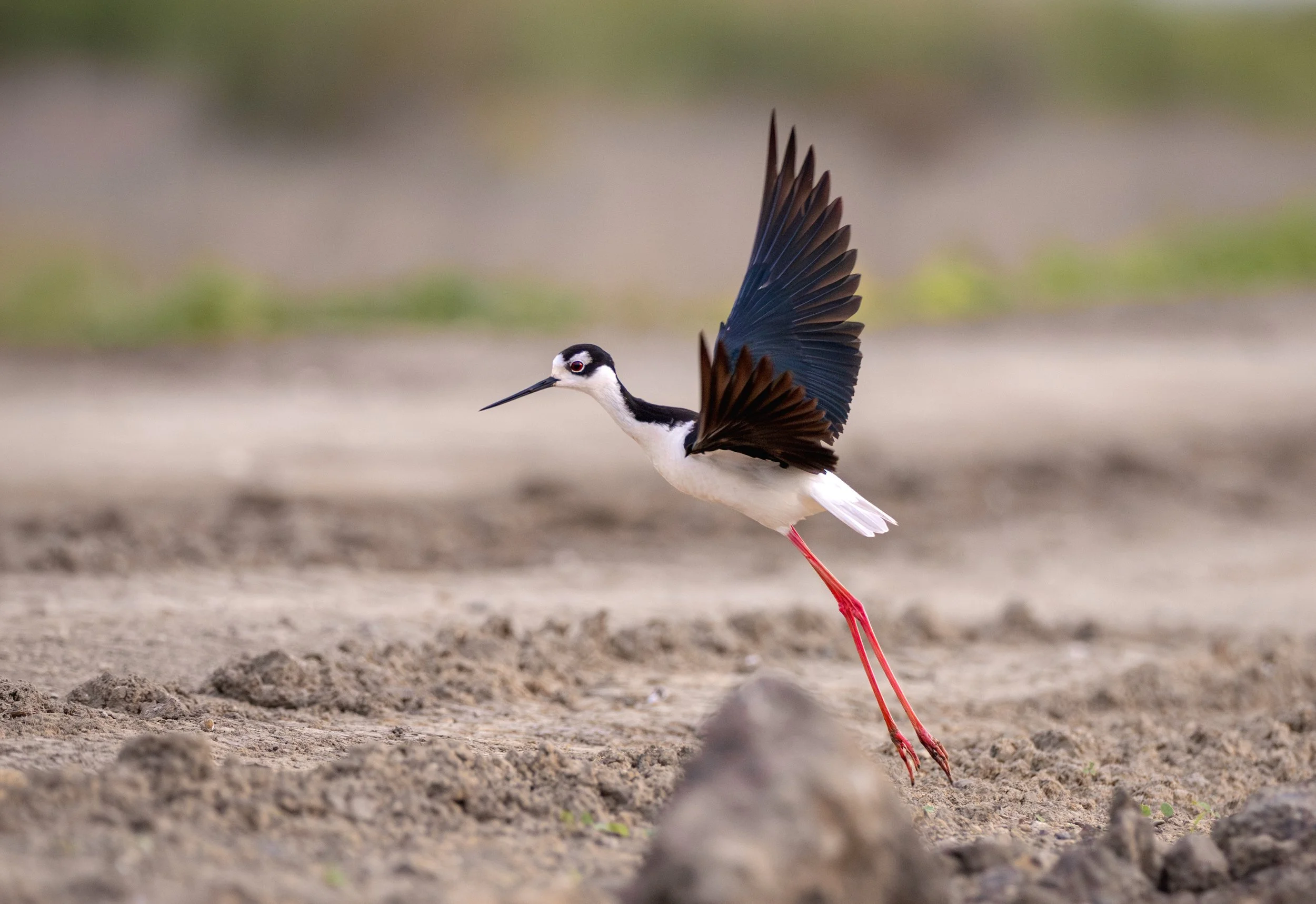 black-necked stilt 10.jpg