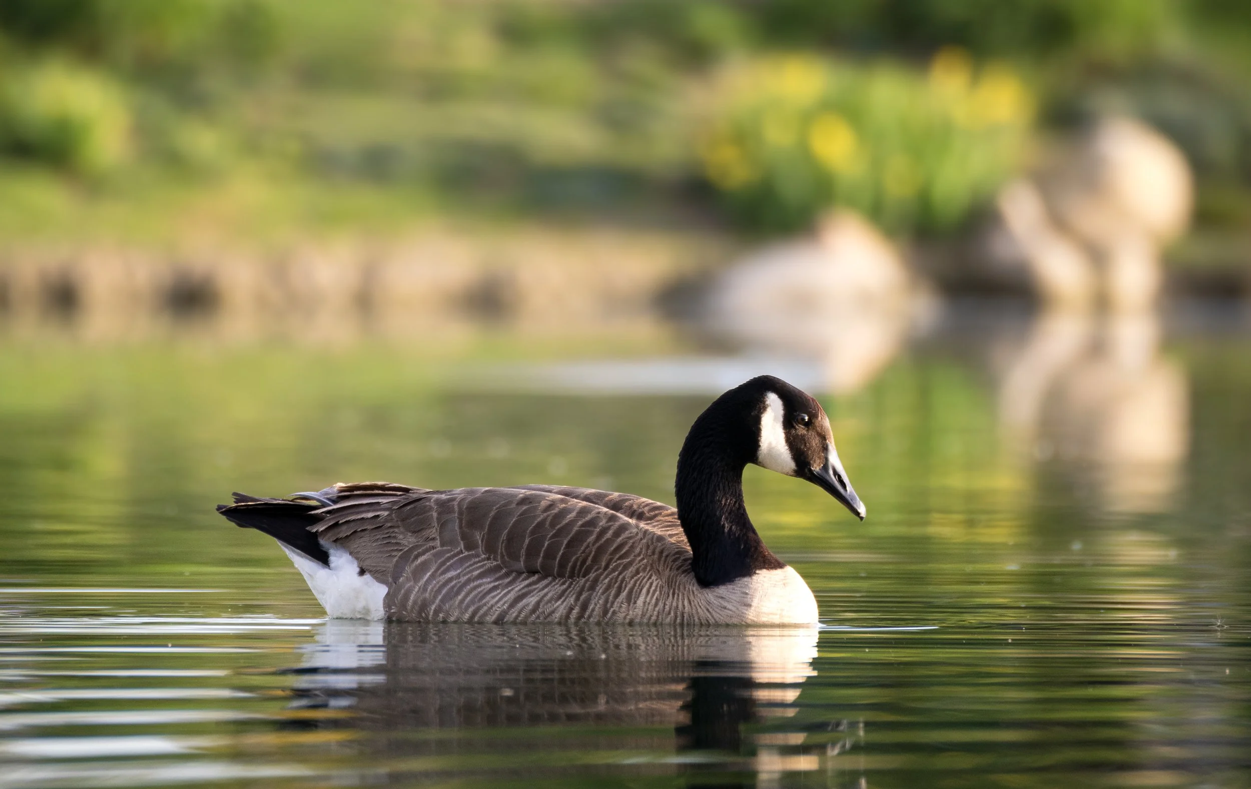 canadian goose 1.jpg