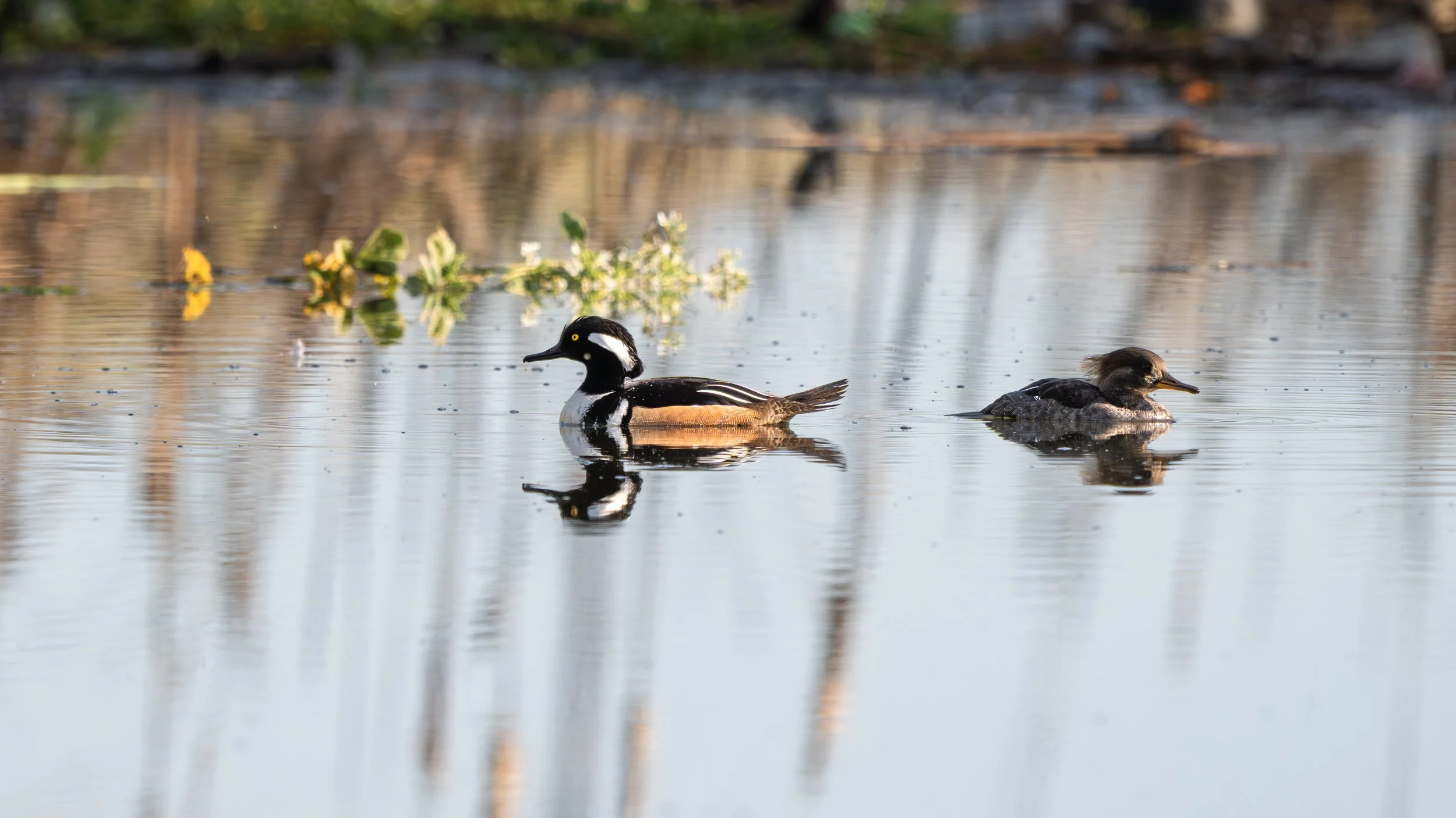 hooded merganser 3.jpg