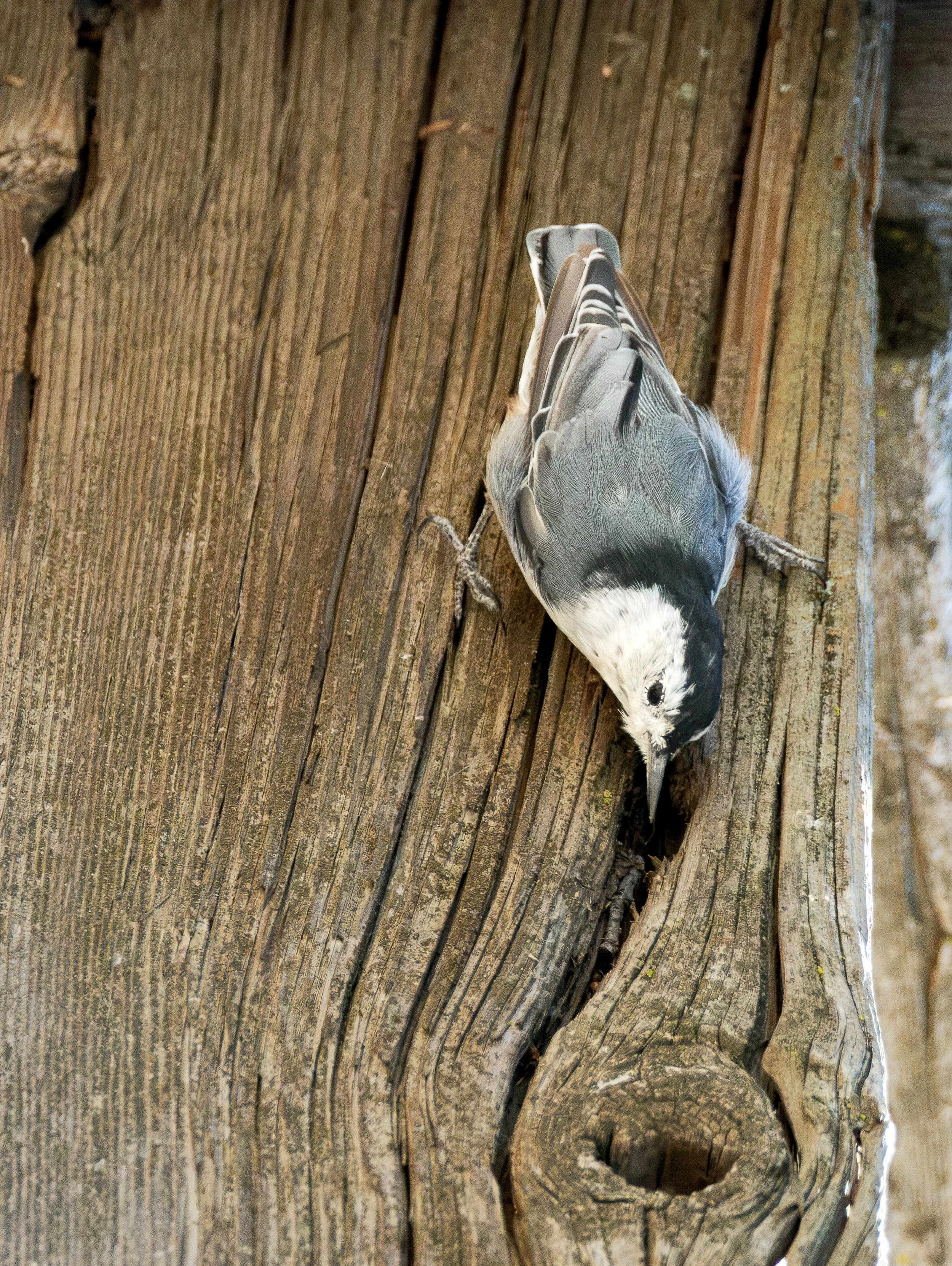 white brested nuthatch 1.jpg