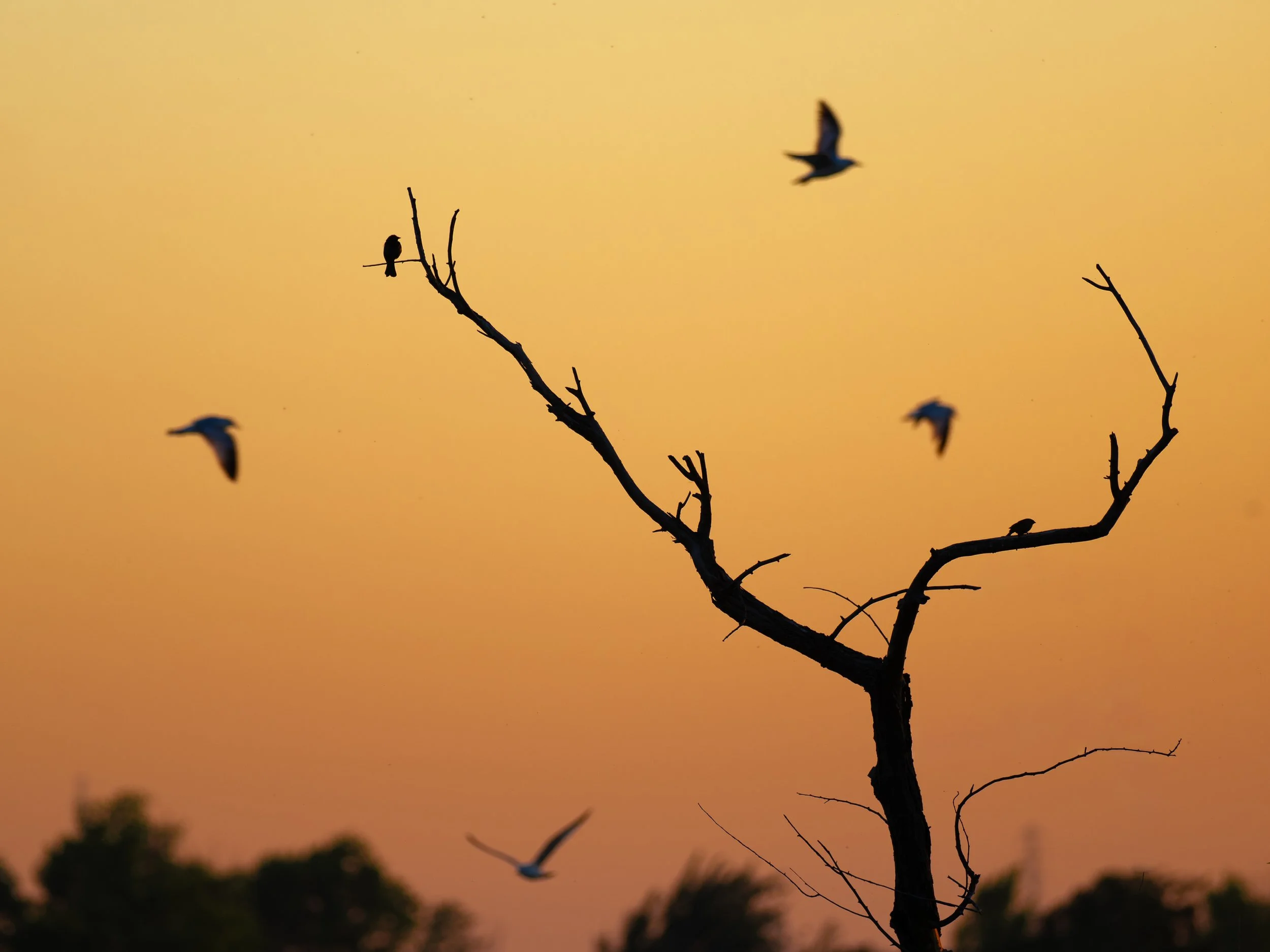 sunset birds 2.jpg