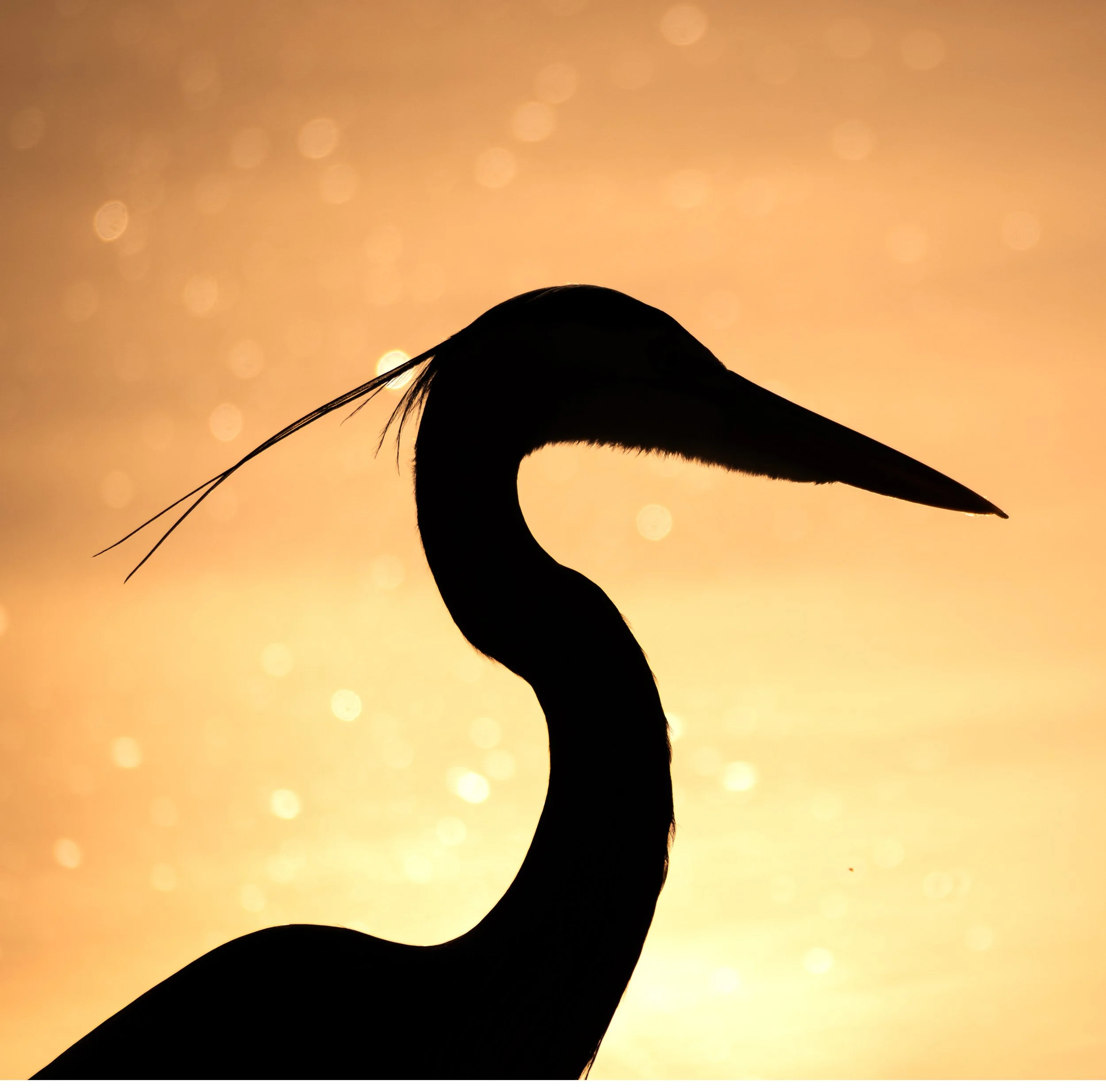 sunset birds 8.jpg