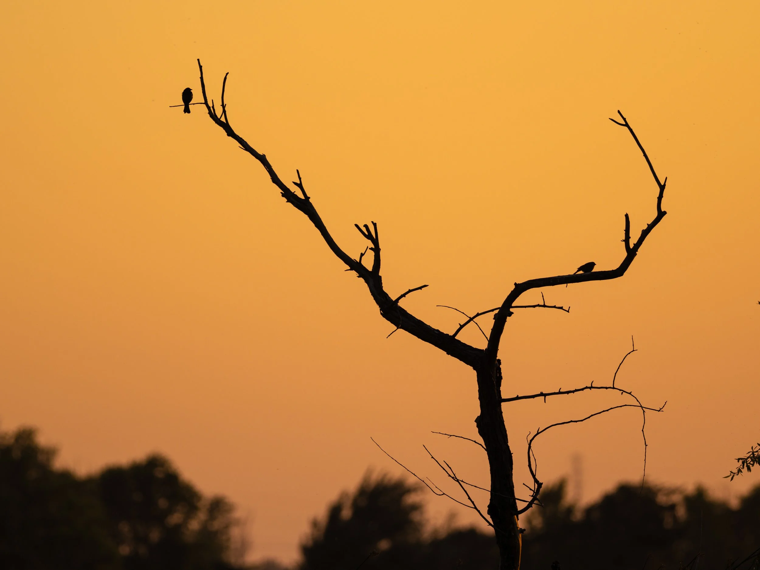 sunset birds 1.jpg
