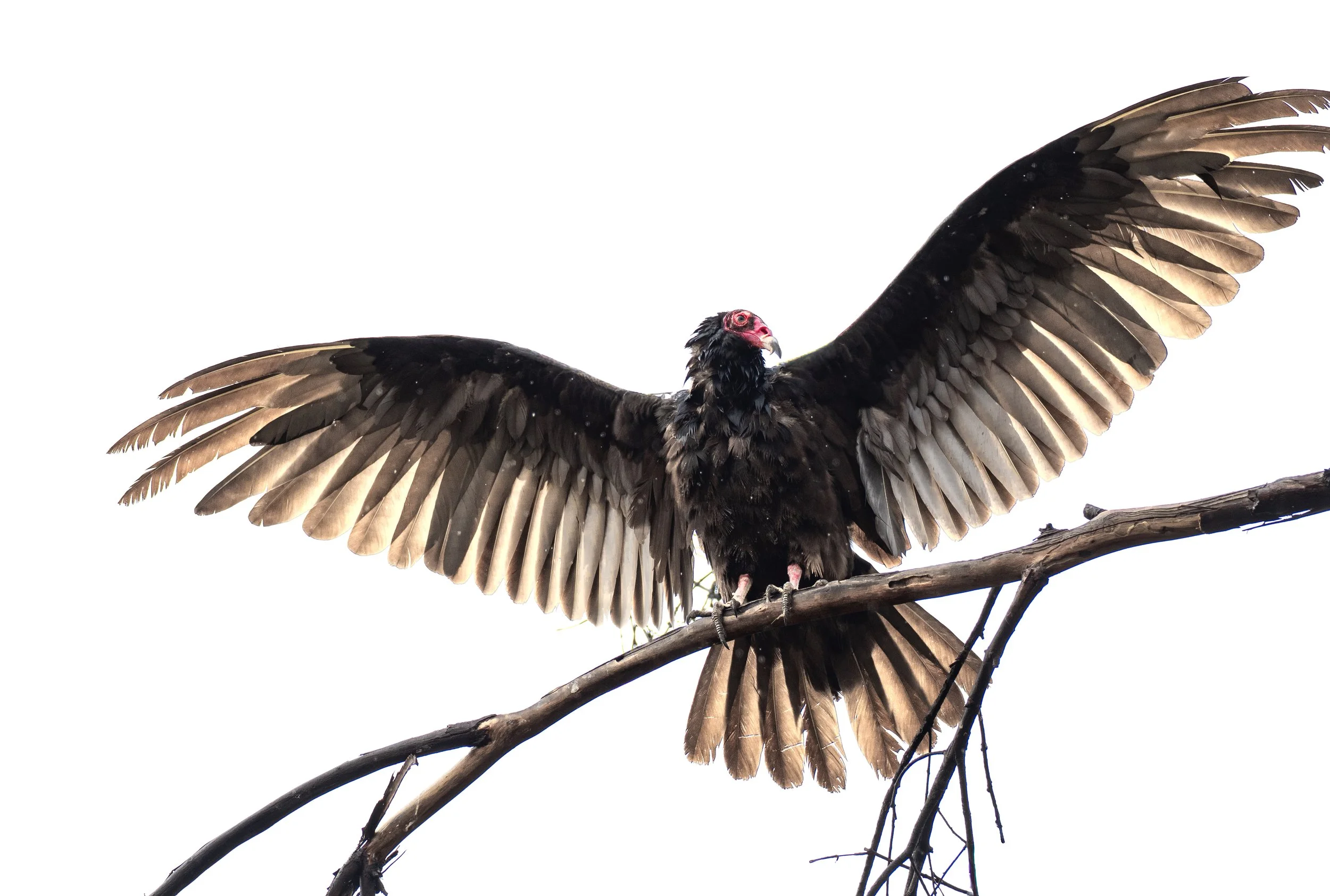 turkey vulture wide spread.jpg