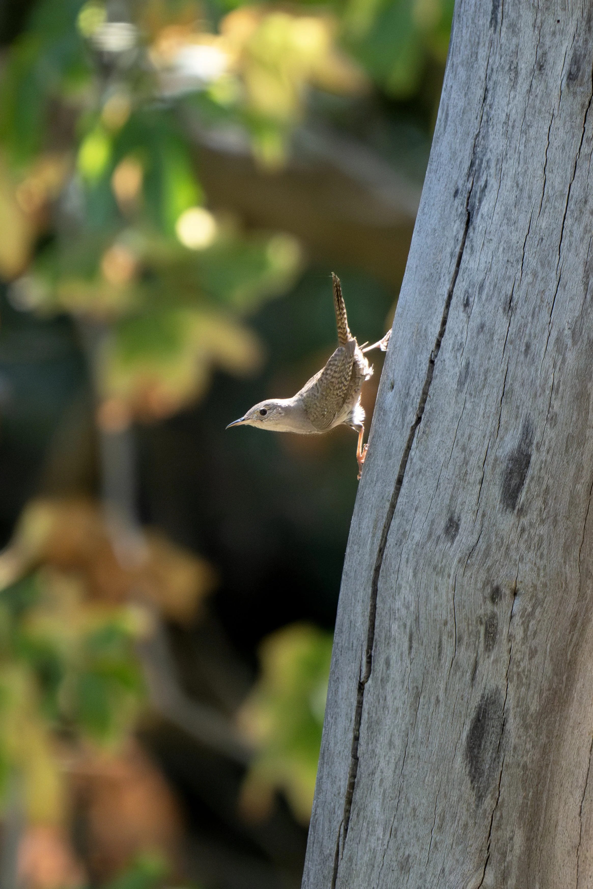 house wren 6.jpg