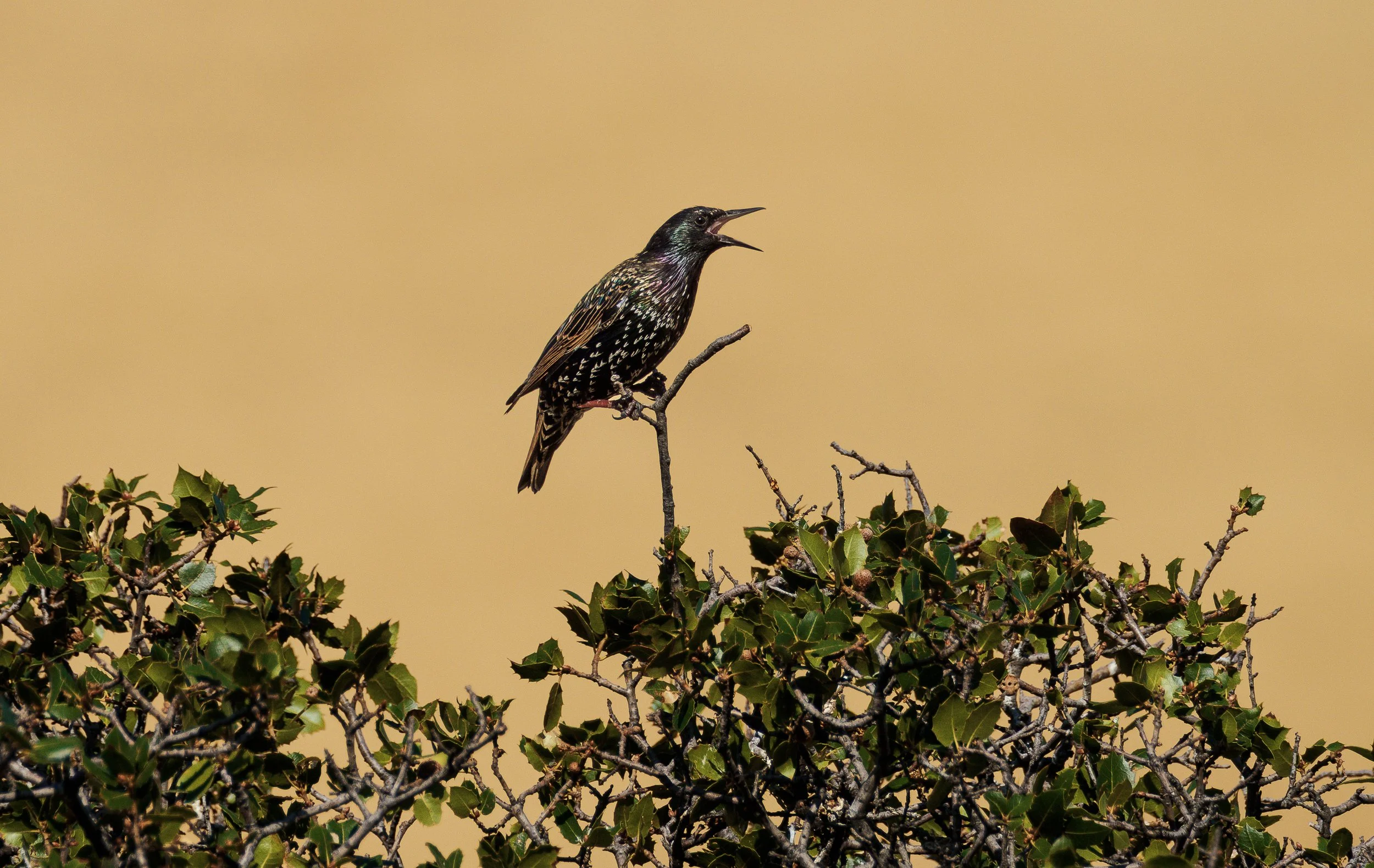 european starling 3.jpg
