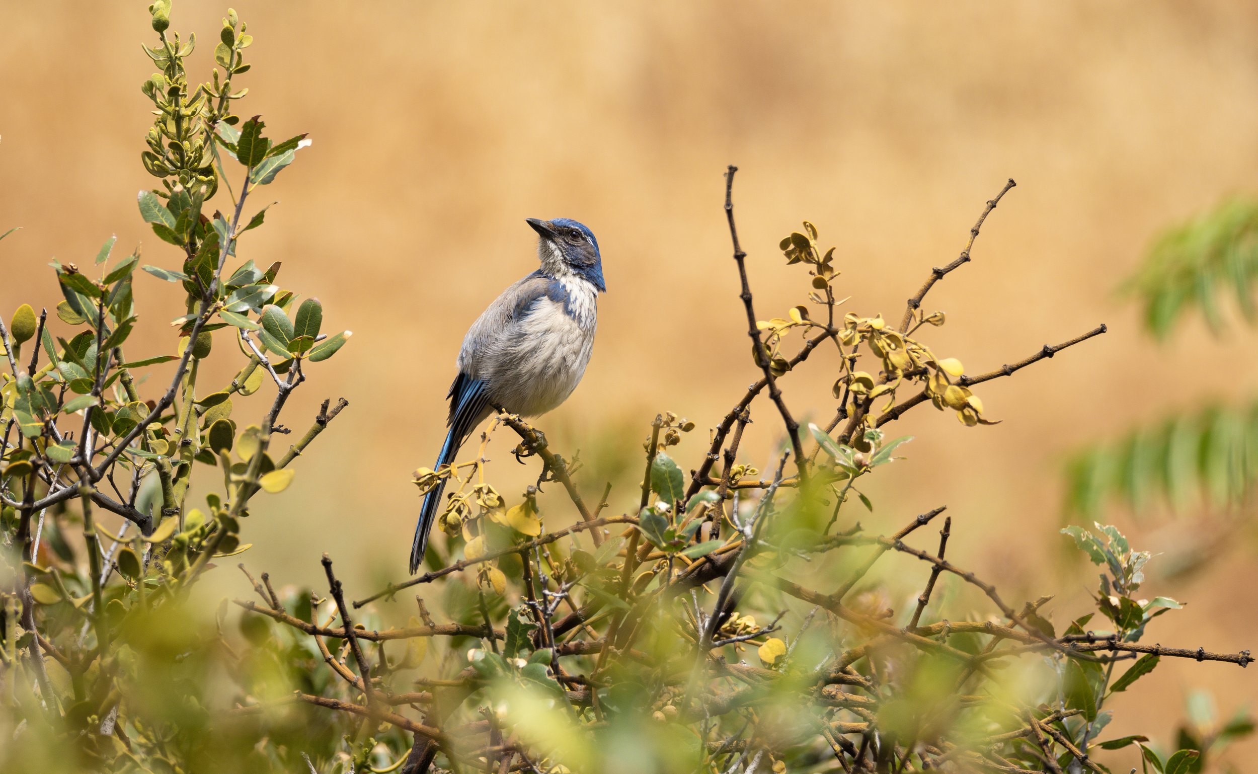 ca bluejay.jpg