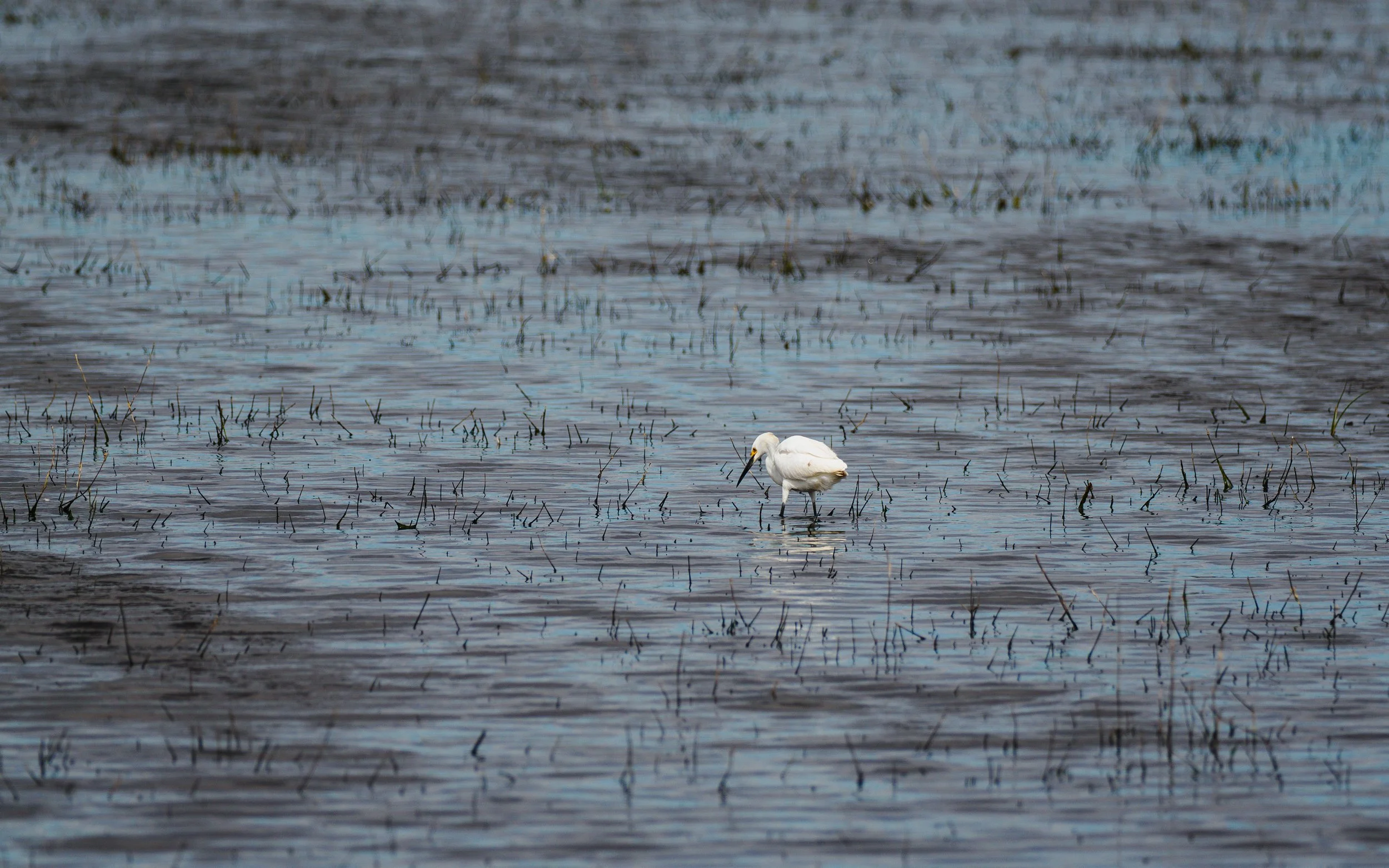snowy egret.jpg