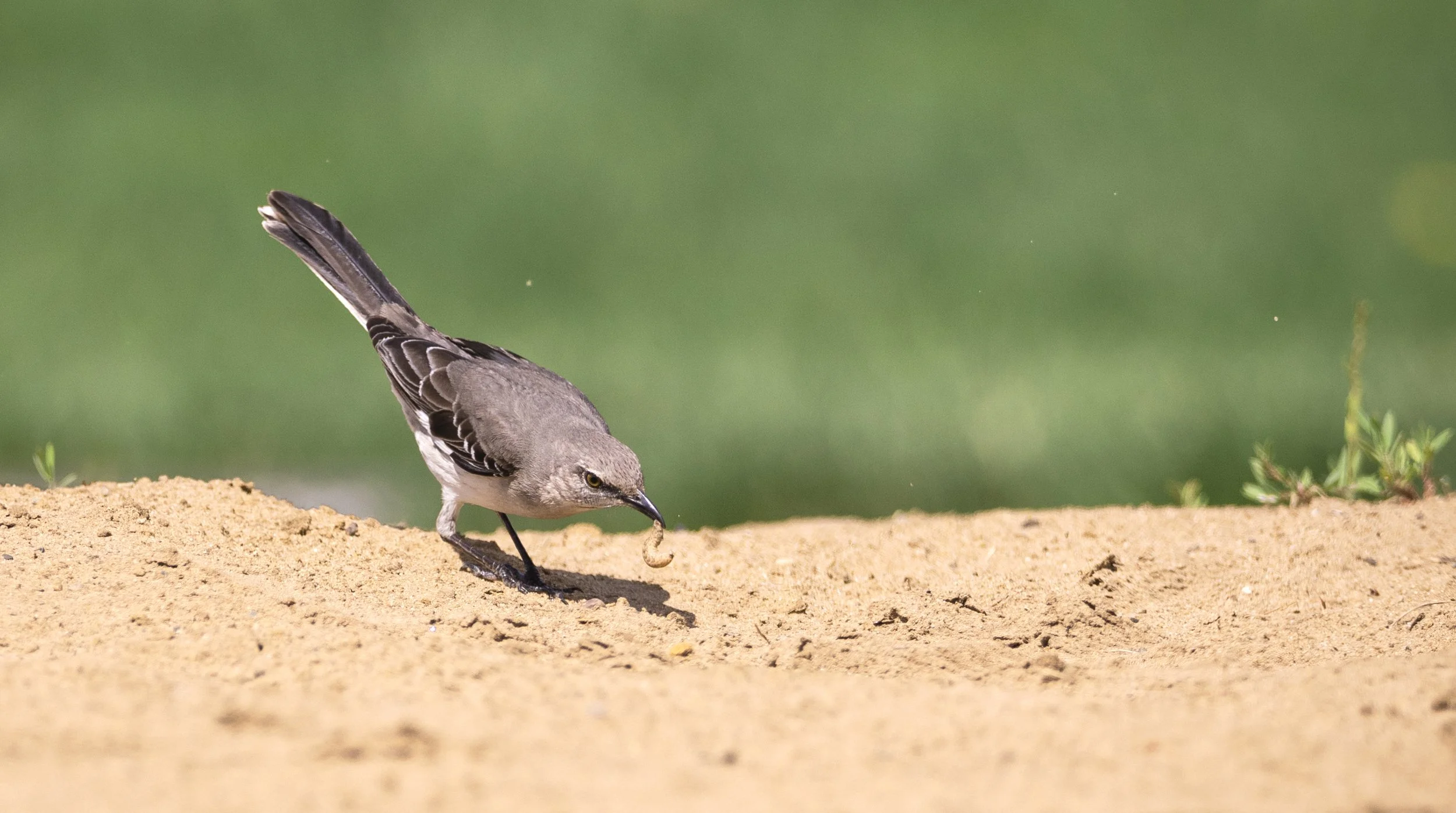 mockingbird 2.jpg
