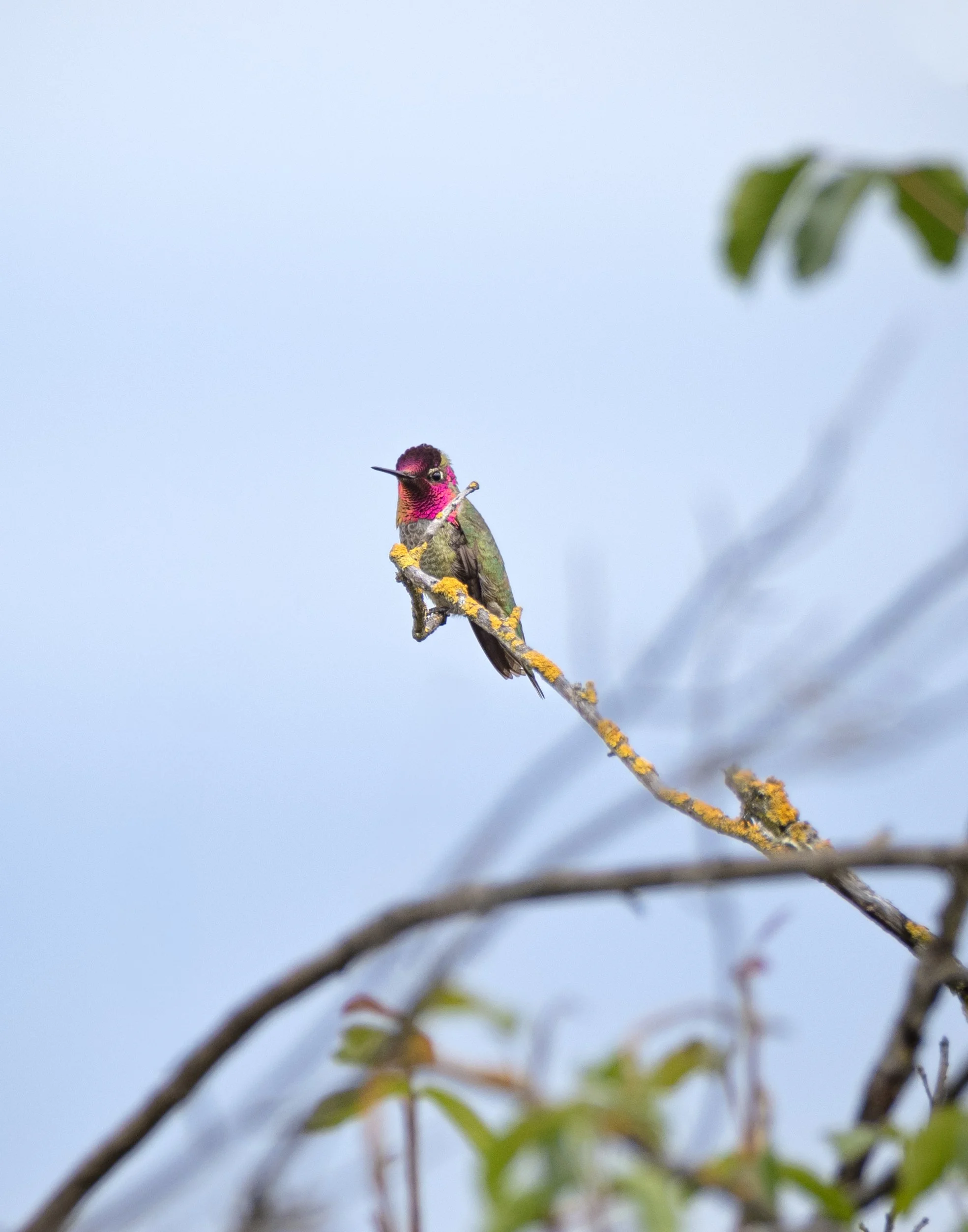 Anna's Hummingbird.jpg