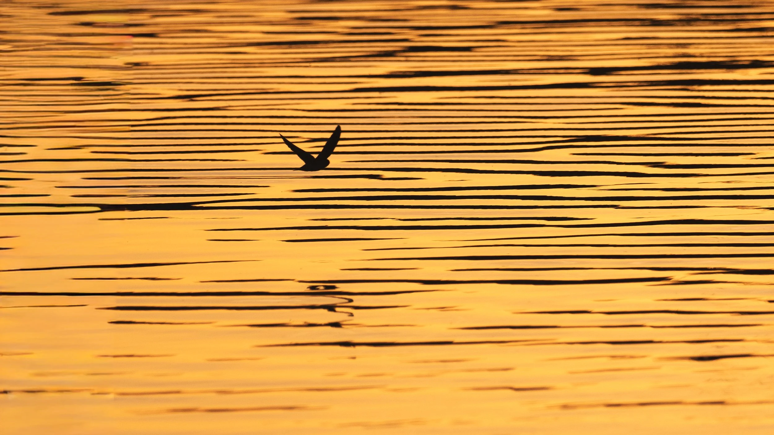 sunset birds 4.jpg