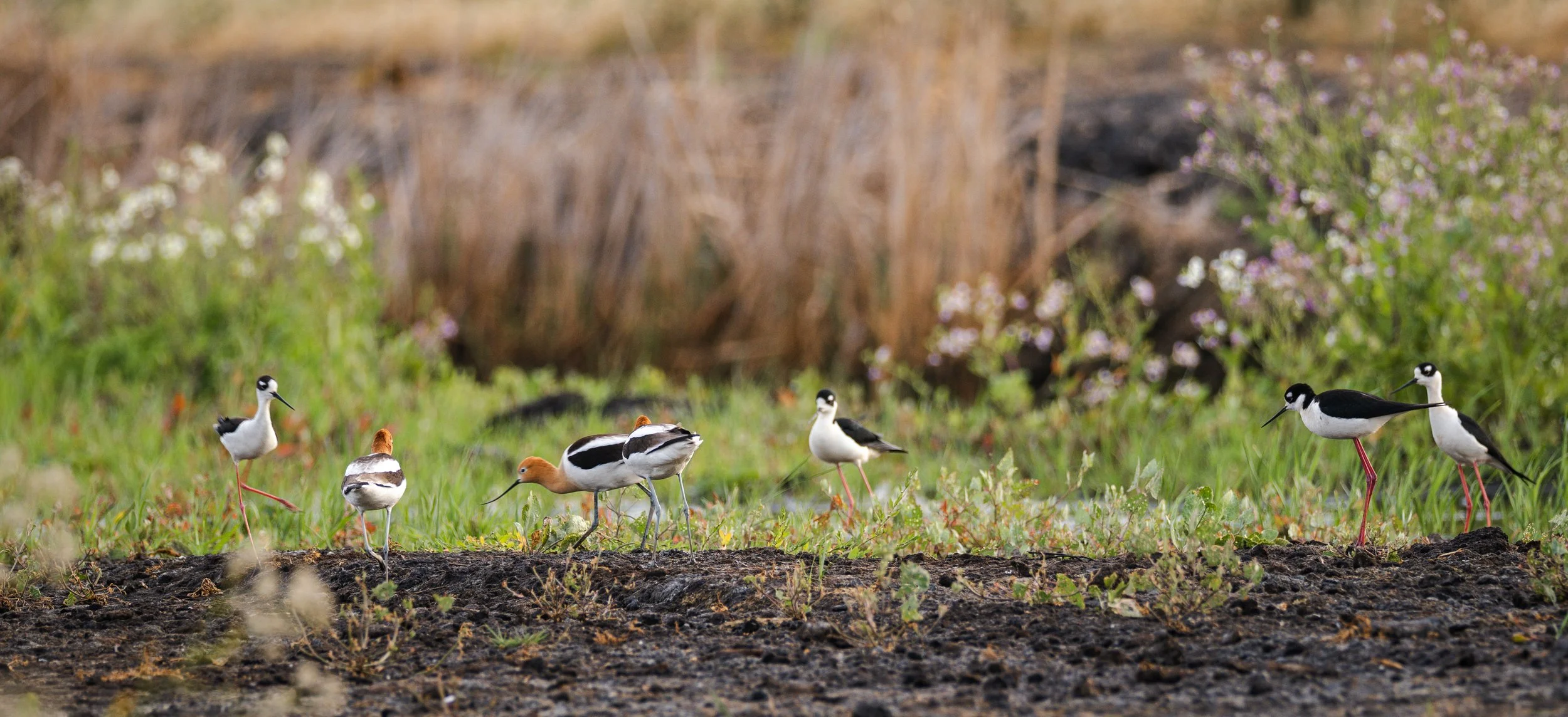 black-necked stilt + avocet.jpg