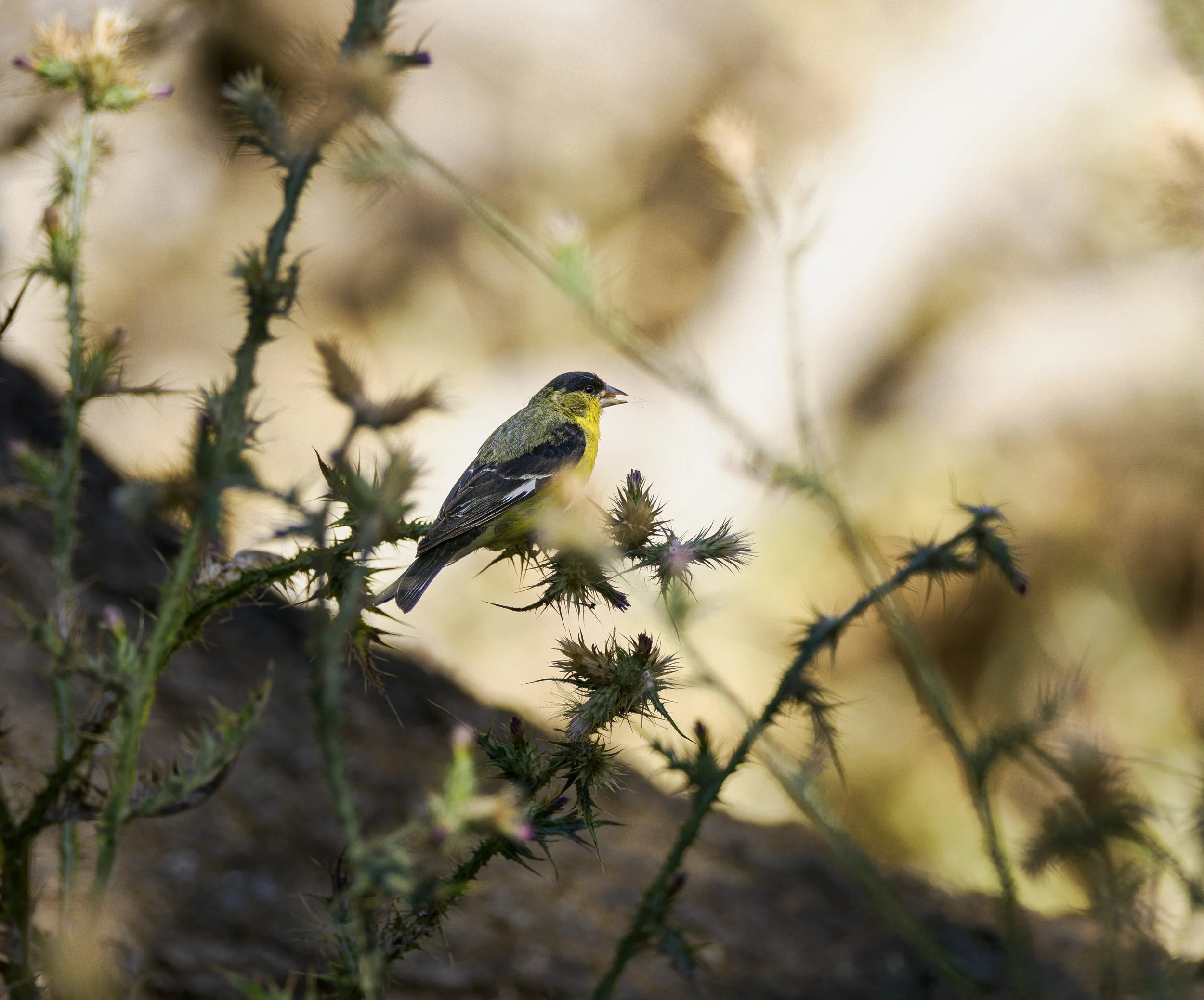 lesser goldfinch.jpg