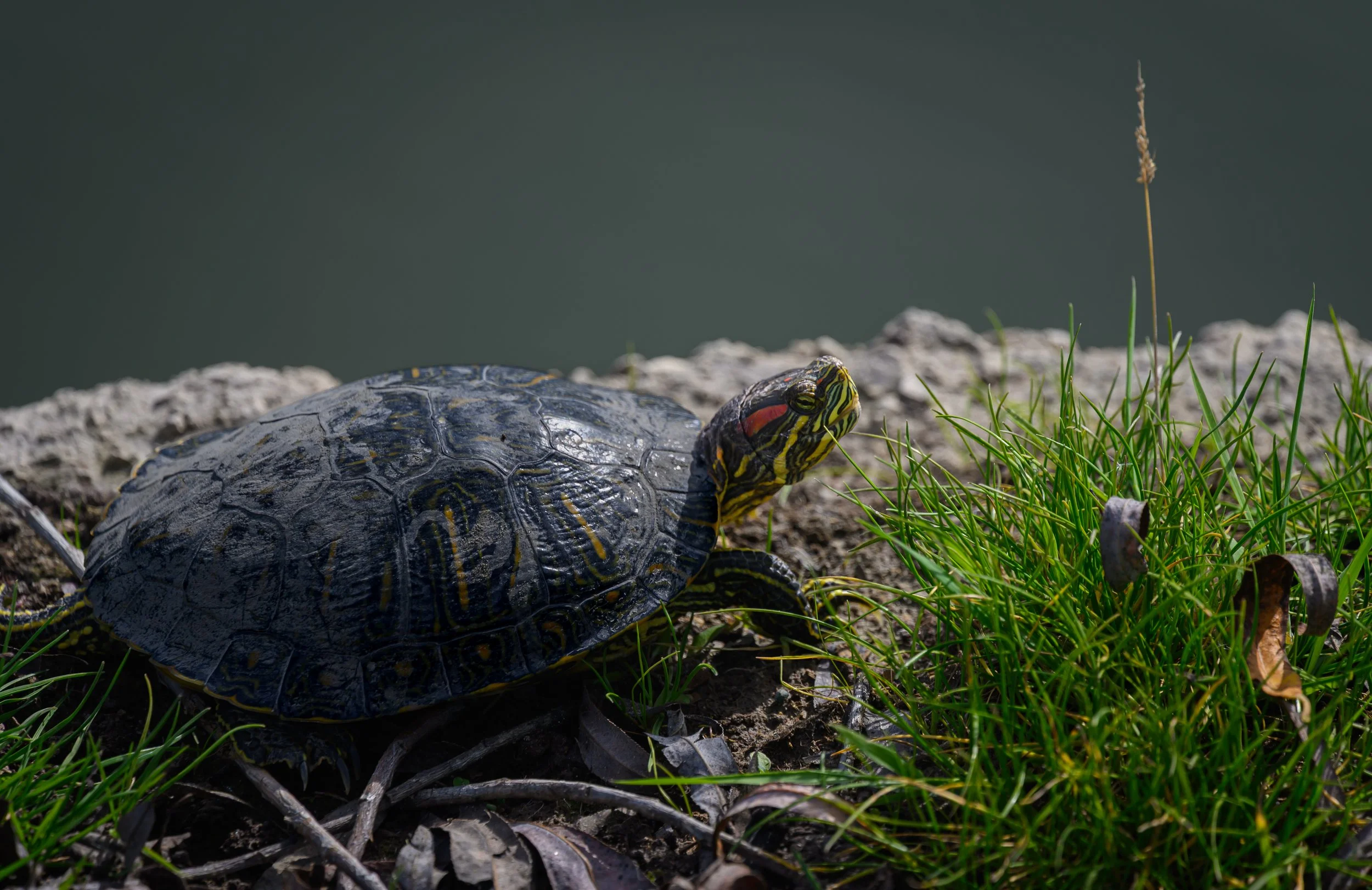 turtle 3.jpg