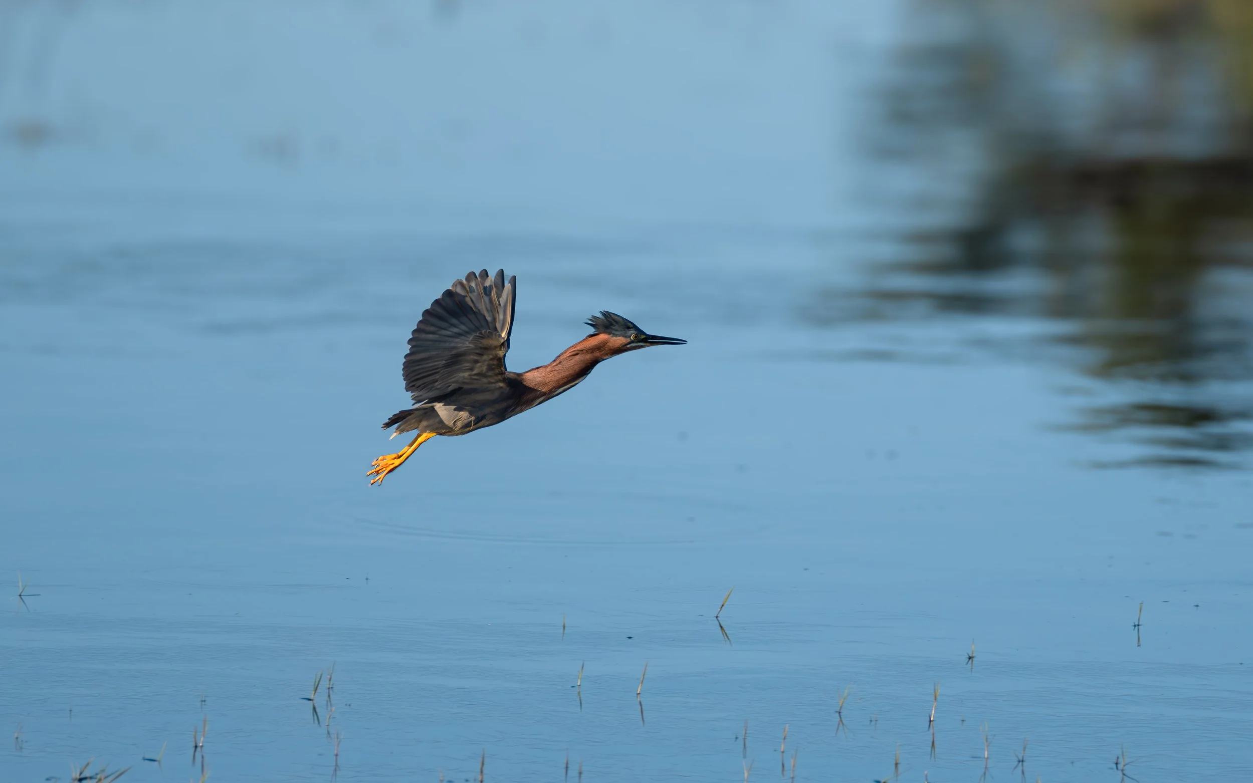 green heron 4.jpg