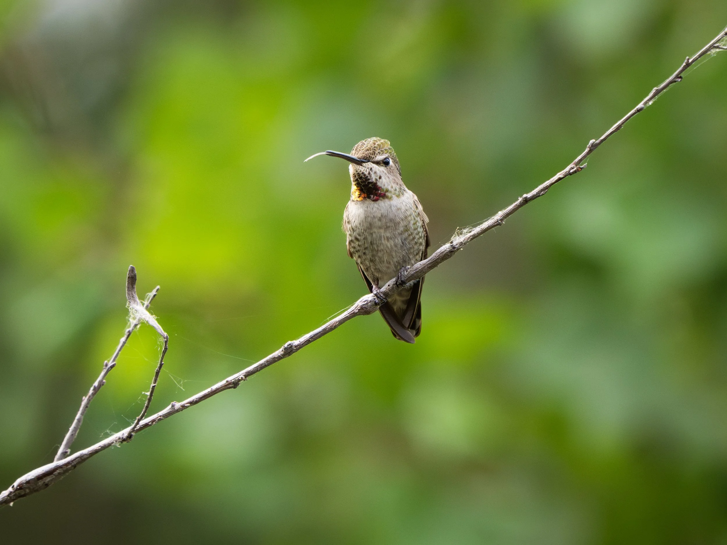 Anna's Hummingbird 8.jpg