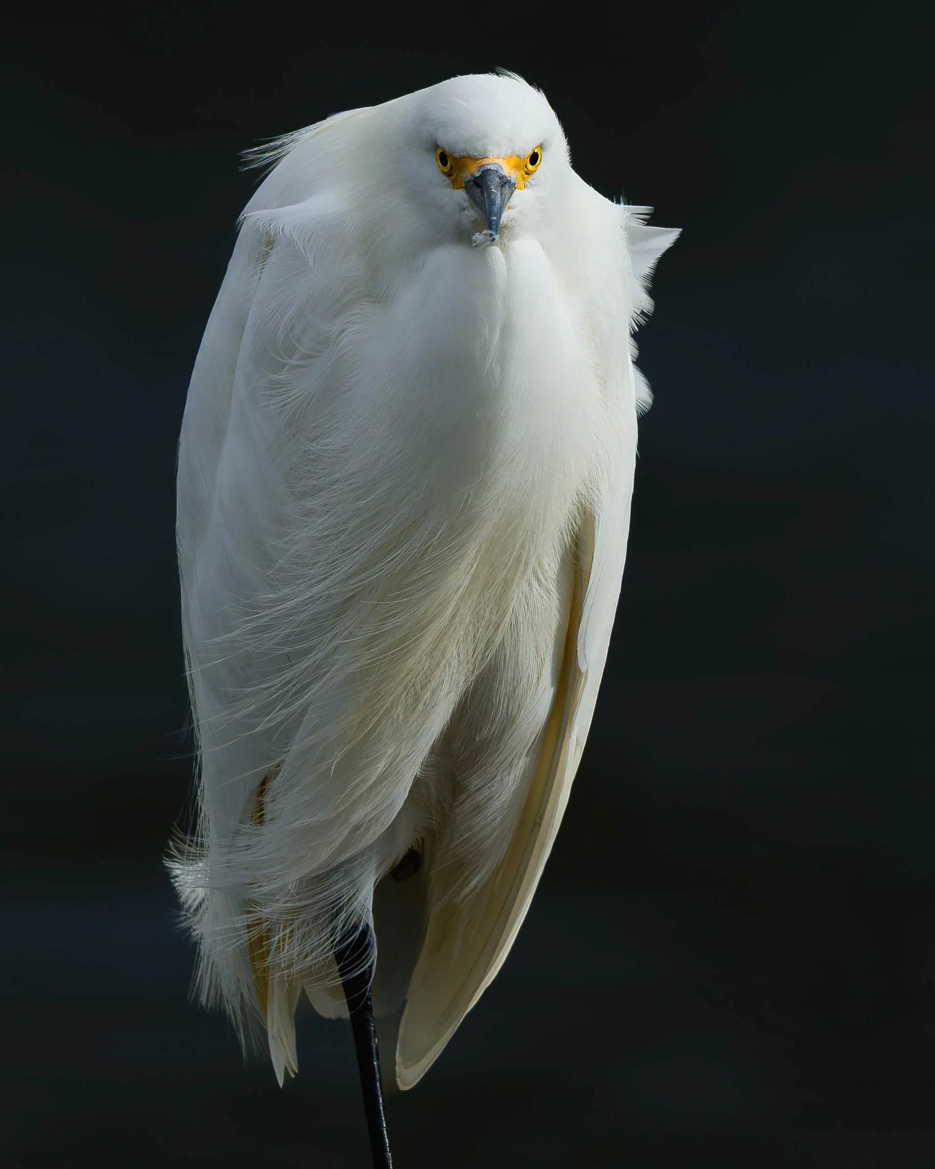 DSC_3935.jpg