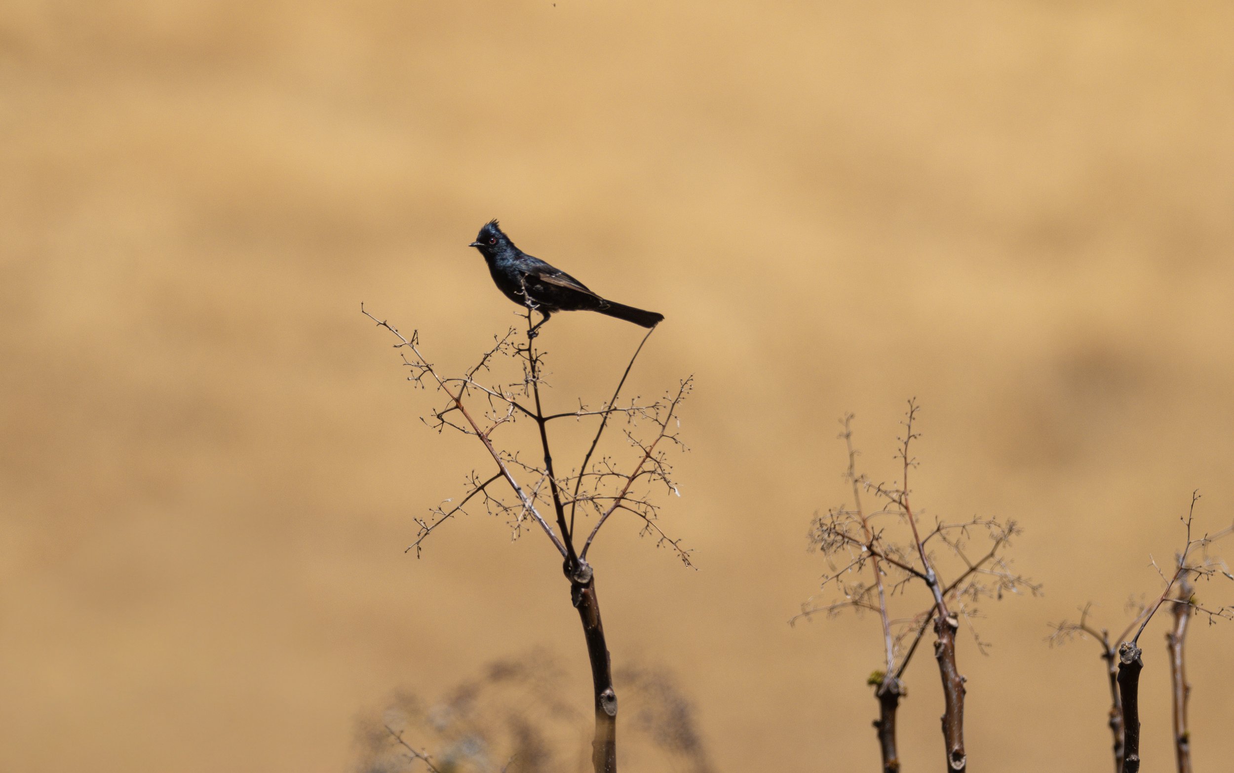Phainopepla.jpg